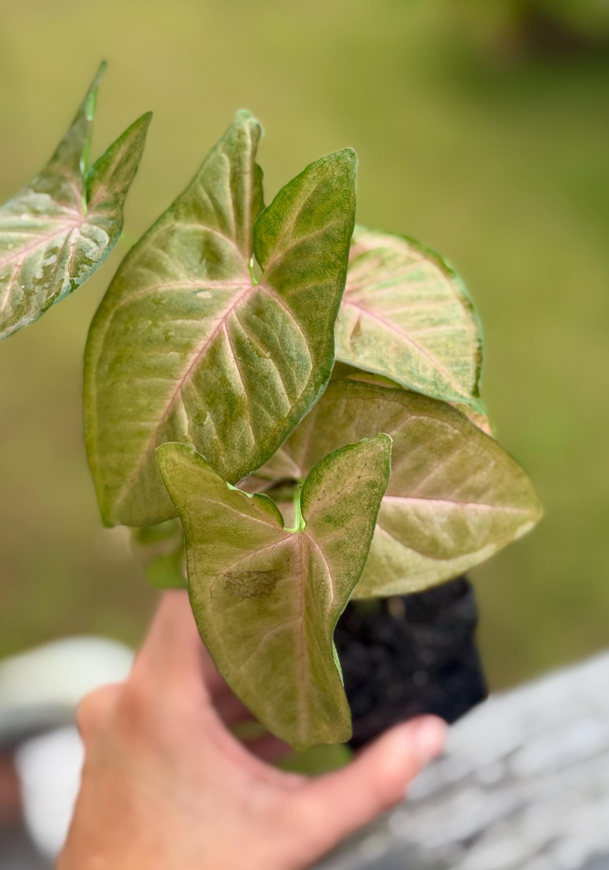 Live Syngonium ‘Strawberry Cream’ Starter Plant (4–7”)