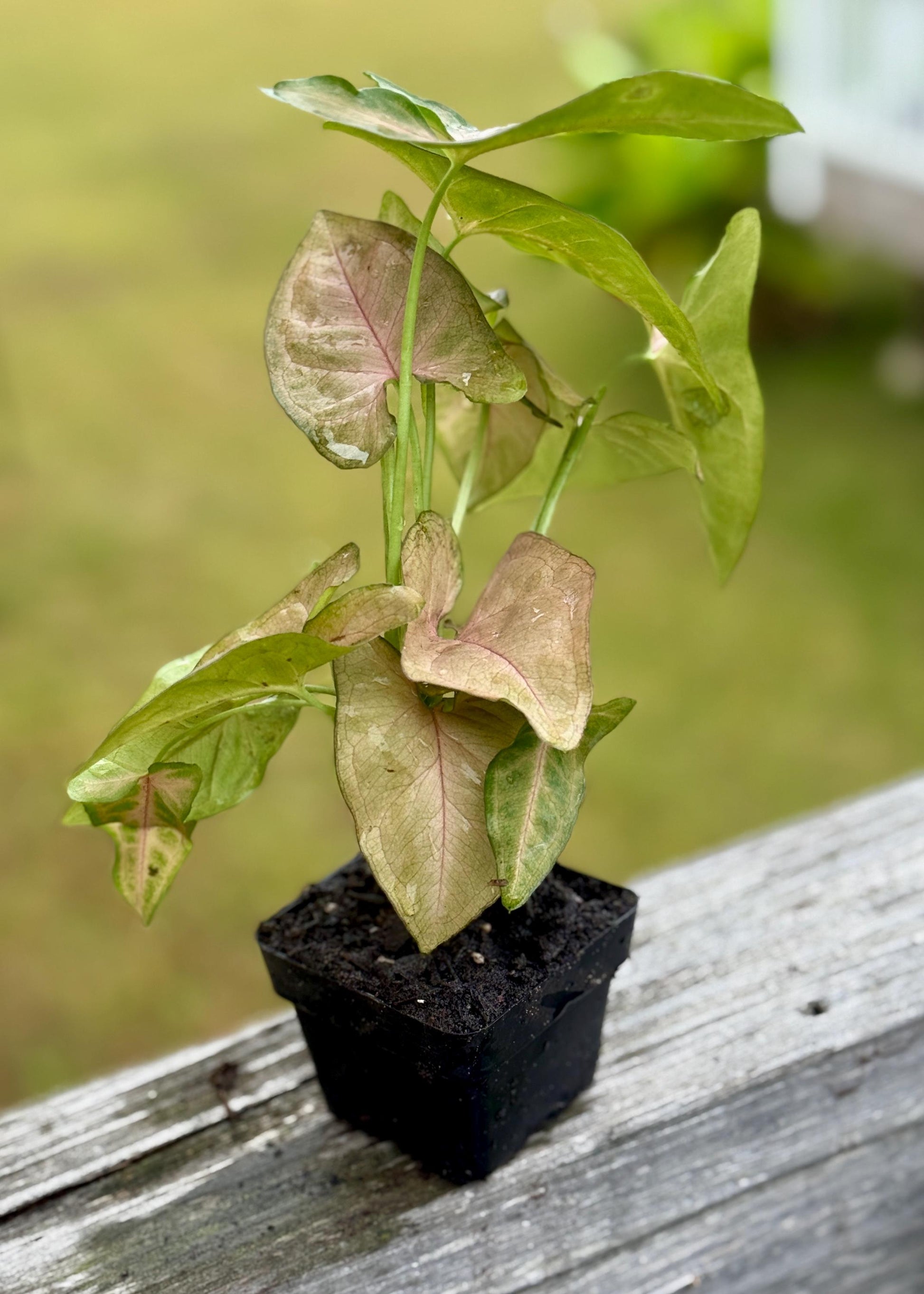 Live Syngonium ‘Strawberry Cream’ Starter Plant (4–7”)