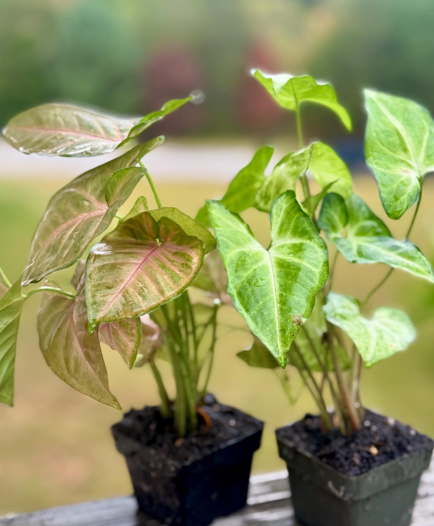 Syngonium Bundle – Strawberry Cream + White Butterfly (4–7” each)