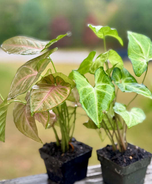 Syngonium Bundle – Strawberry Cream + White Butterfly (4–7” each)