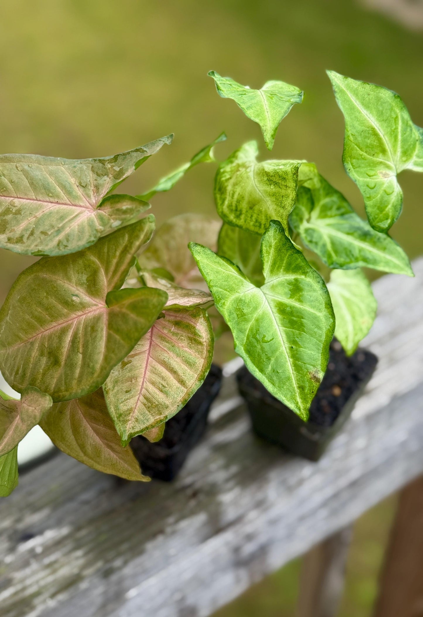Syngonium Bundle – Strawberry Cream + White Butterfly (4–7” each)