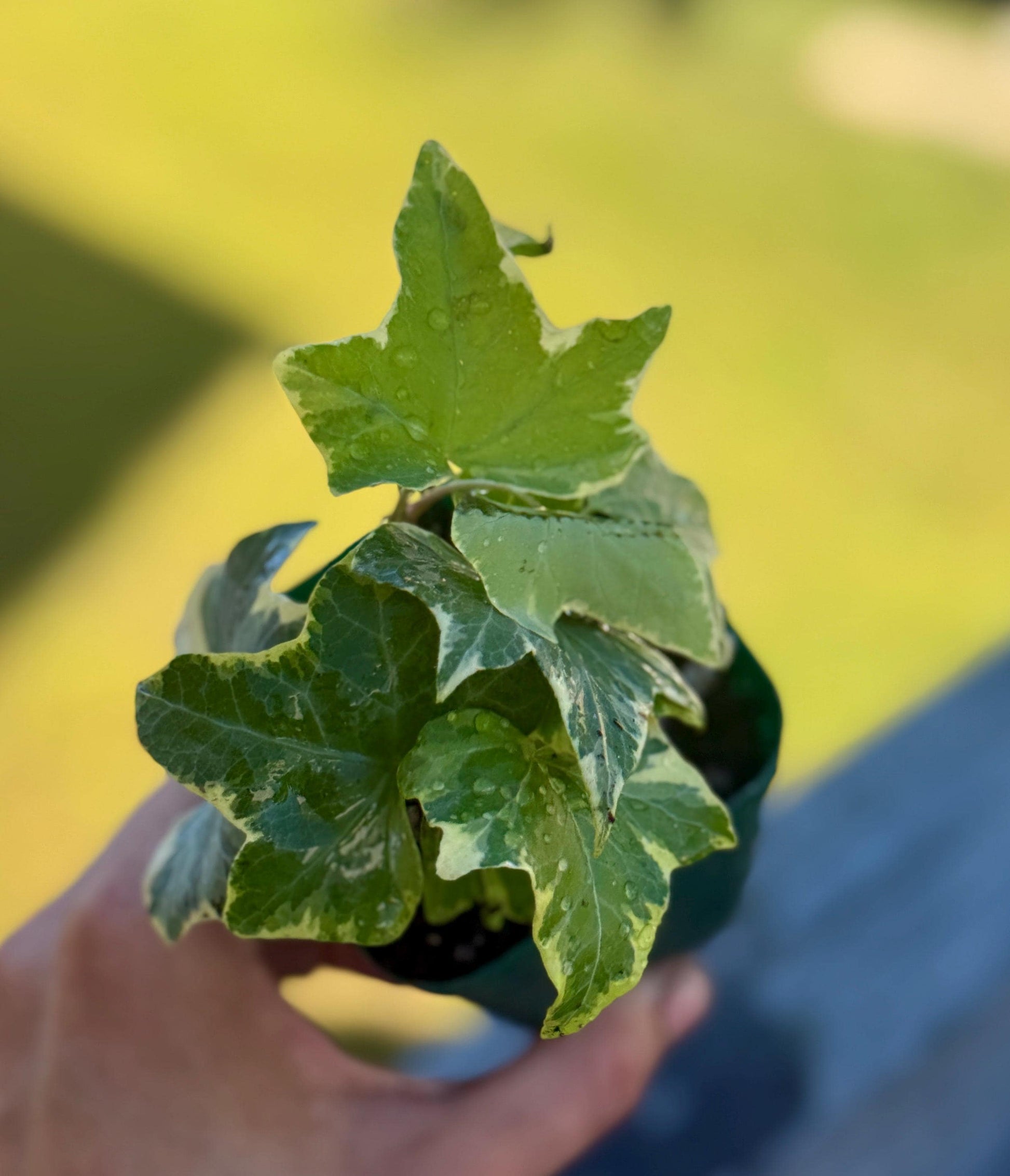 Hedera Ivy ‘Yellow Ripple’ (Starter Plant, 2–3”) – Shipped in Fabric Pot