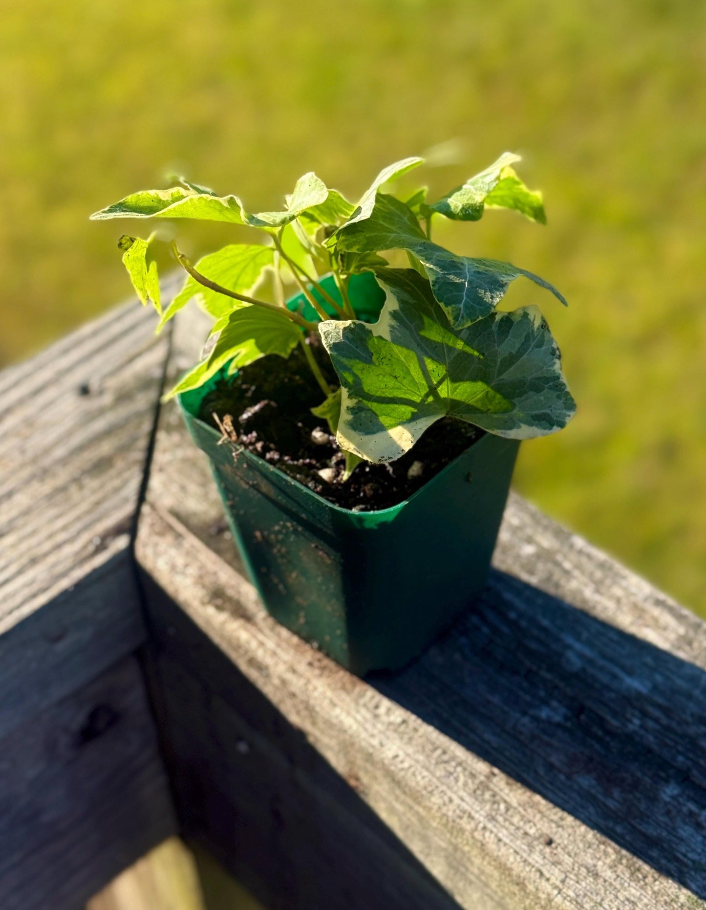 Hedera Ivy ‘Yellow Ripple’ (Starter Plant, 2–3”) – Shipped in Fabric Pot