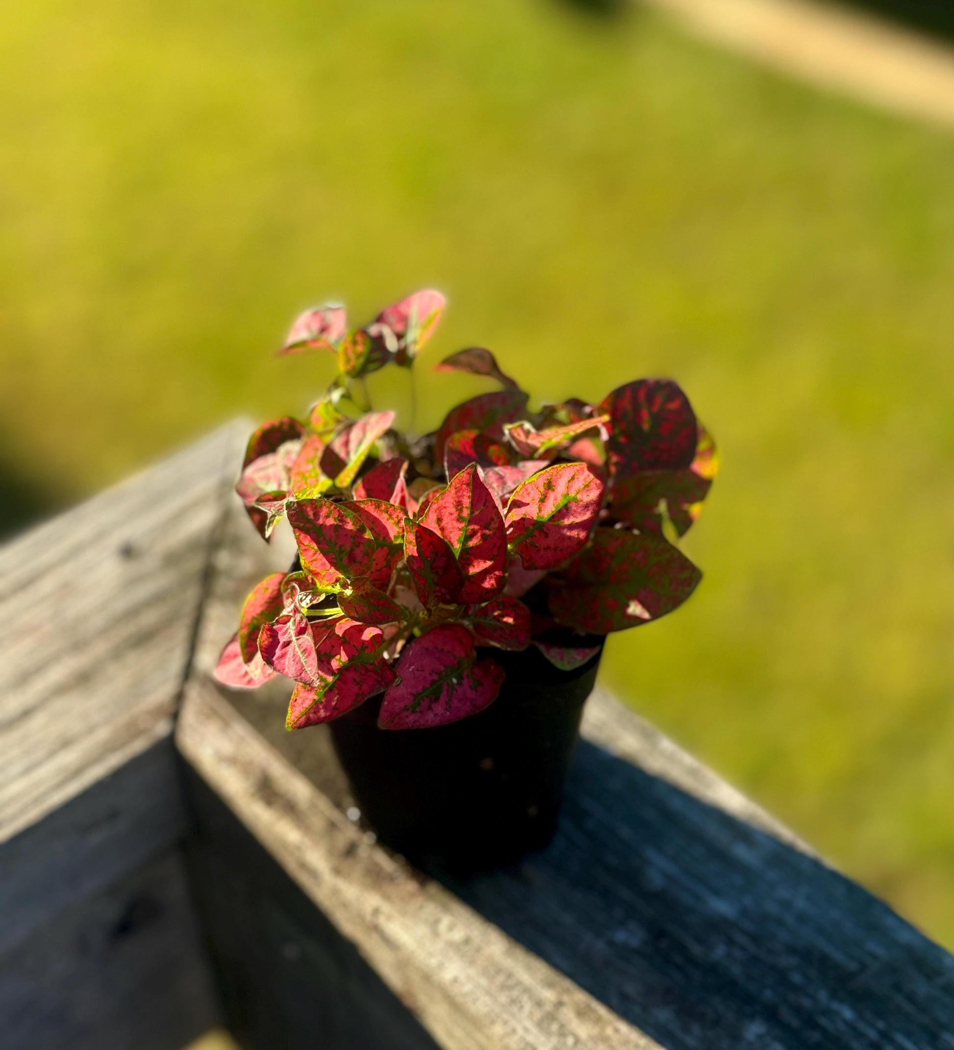 Starter Polka Dot Plant | Red Hypoestes | Colorful Live Houseplant