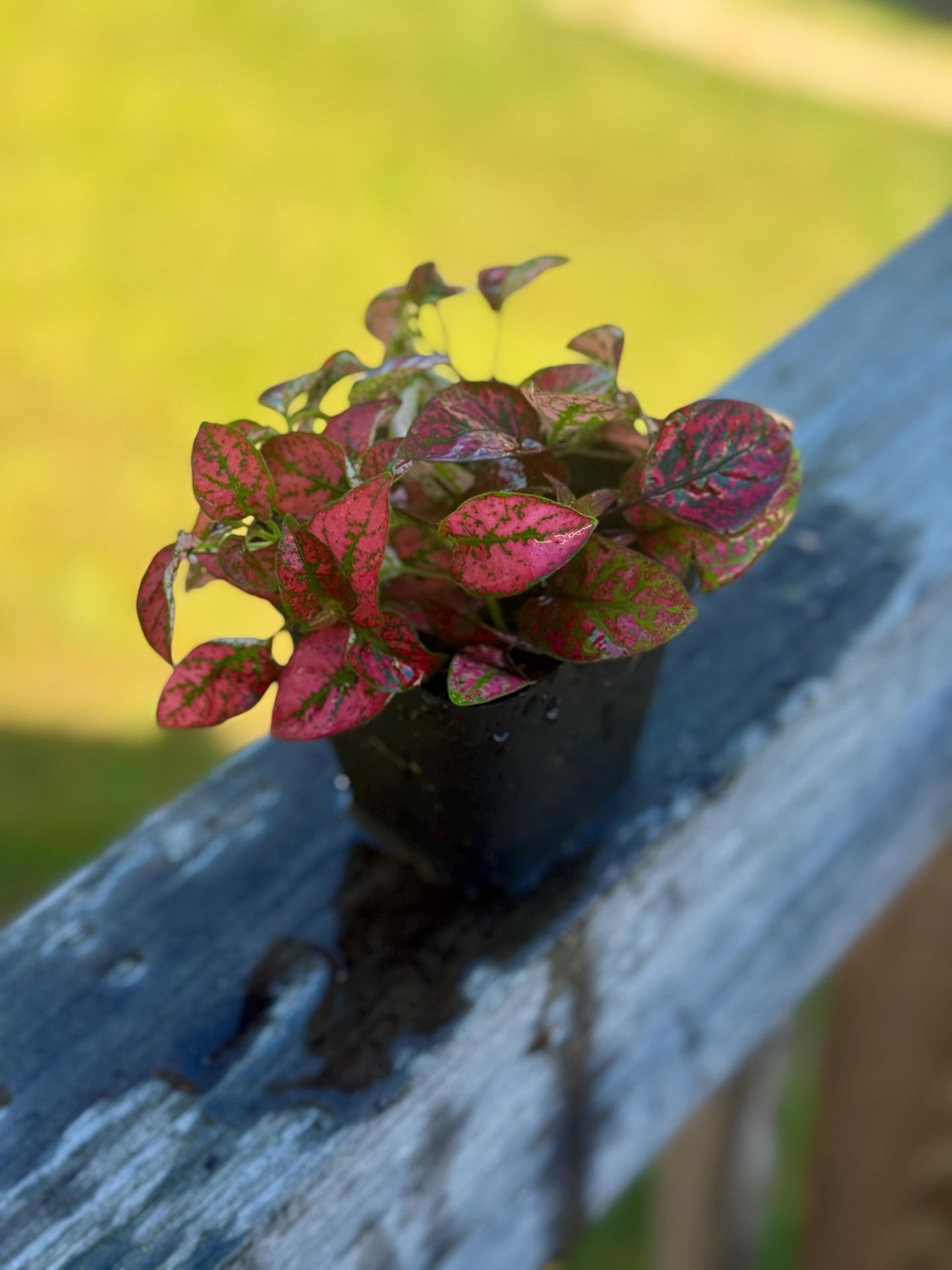 Starter Polka Dot Plant | Red Hypoestes | Colorful Live Houseplant