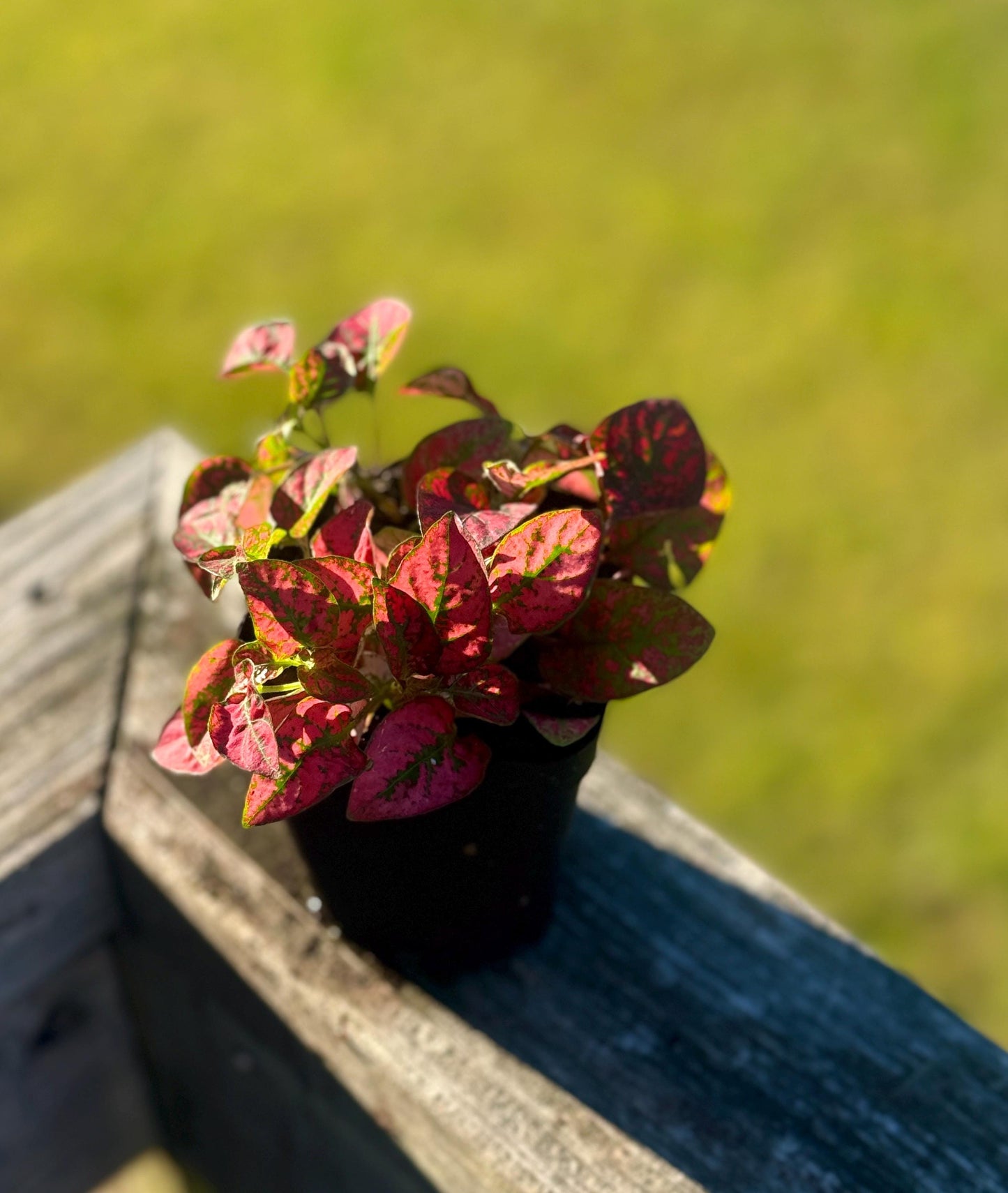 Starter Polka Dot Plant | Red Hypoestes | Colorful Live Houseplant