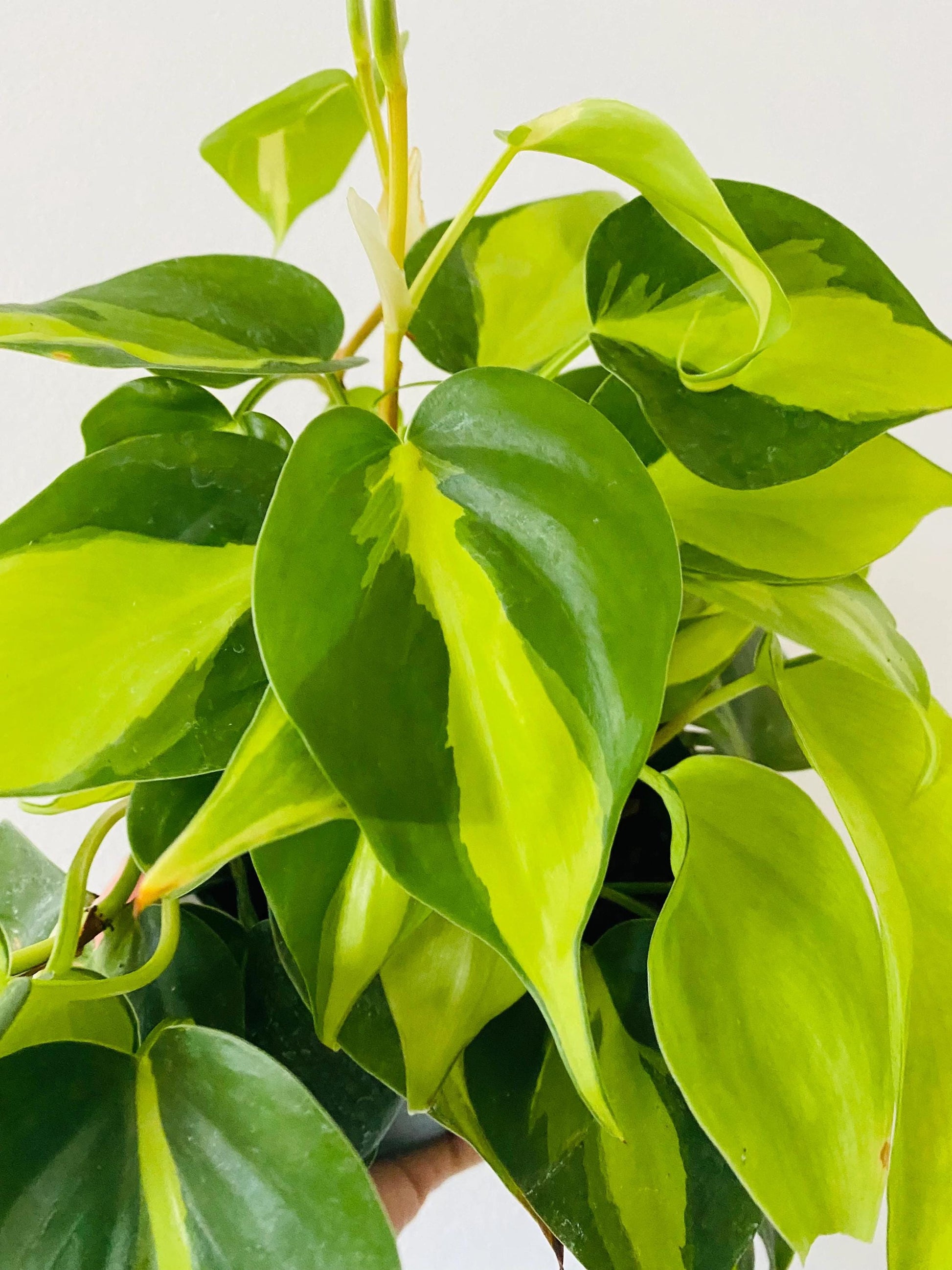 Live Philodendron ‘Brasil’ Starter Plant (2–4”)