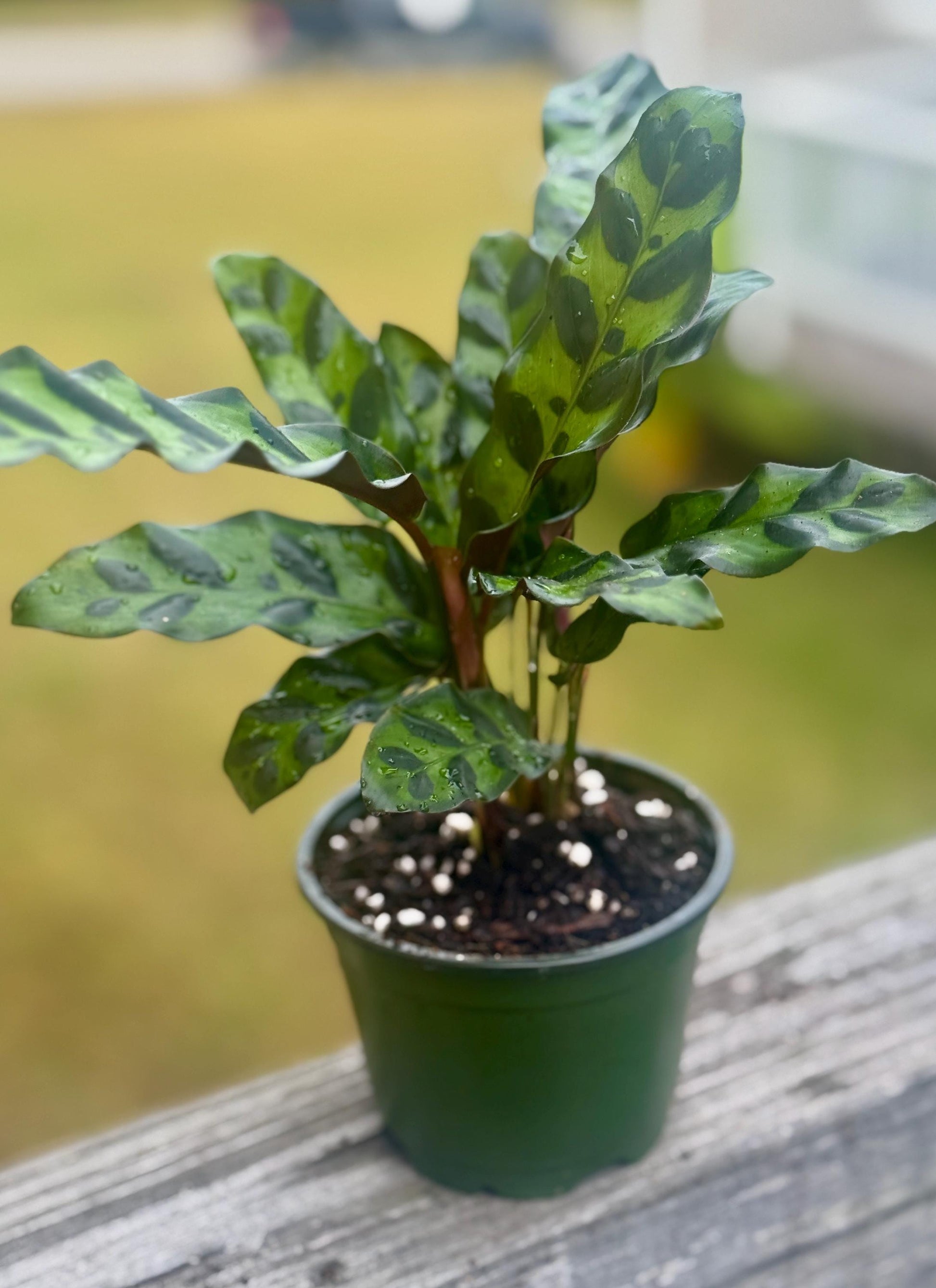 Live Calathea Rattlesnake Starter (4–6”)