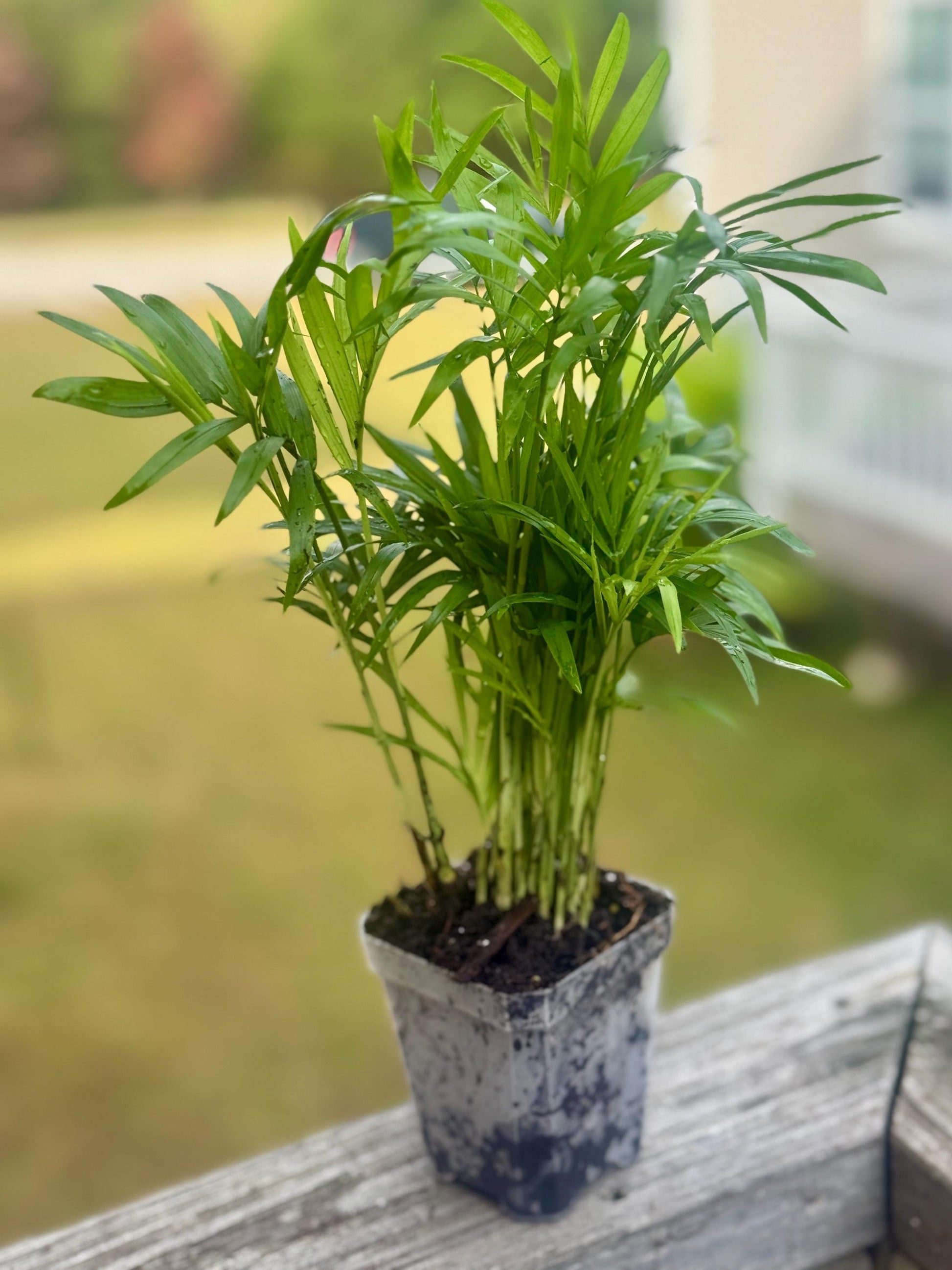 Live Parlor Palm Starter (3–6”)
