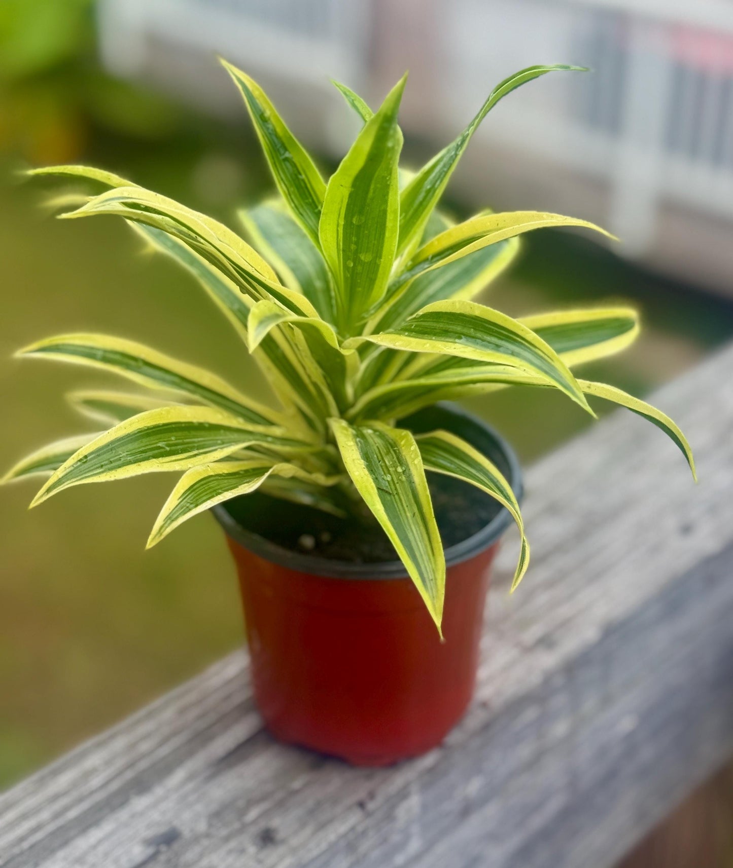 Live Dracaena ‘Song of India’ Starter Plant (4-5”)
