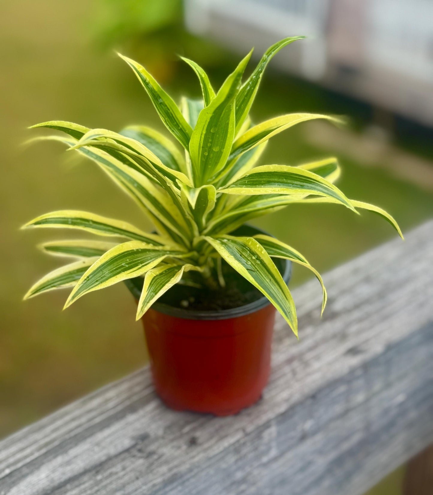 Live Dracaena ‘Song of India’ Starter Plant (4-5”)