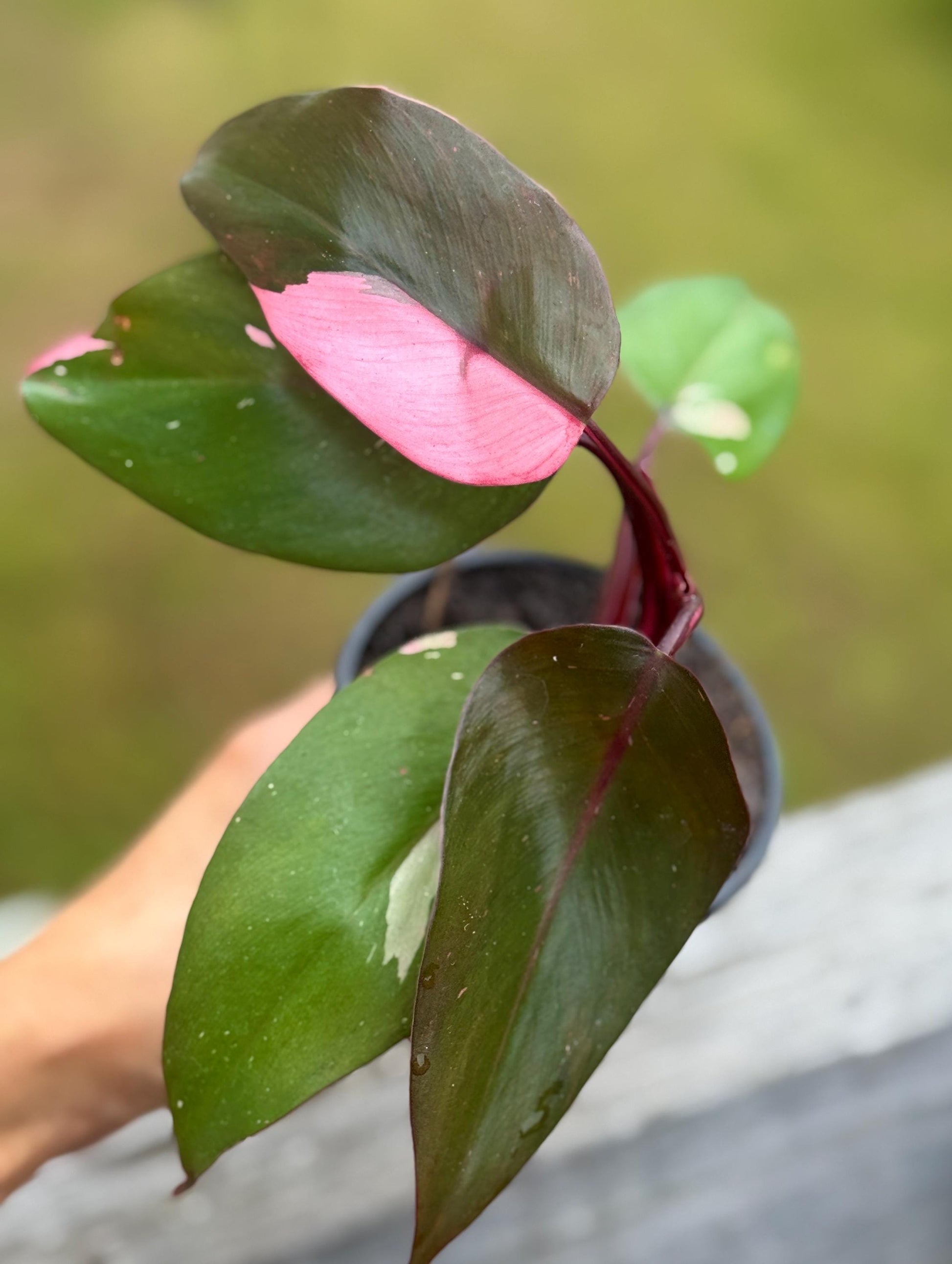 Live Pink Princess Philodendron Starter Plant (3–6”)