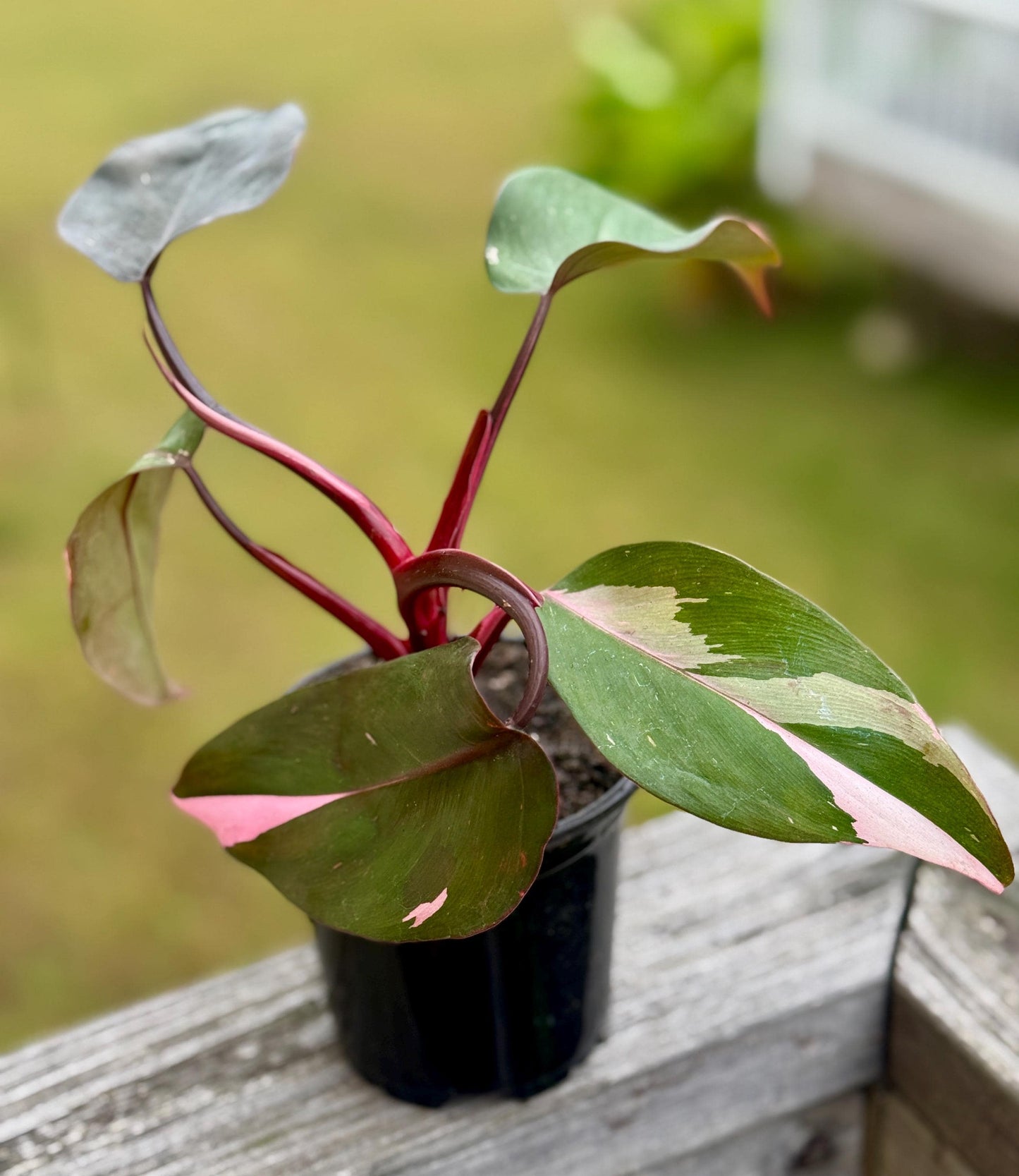 Live Pink Princess Philodendron Starter Plant (3–6”)