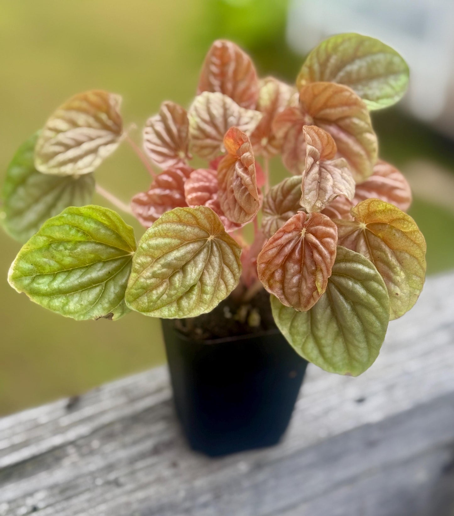 Live Peperomia ‘Quito’ Starter Plant (2–4”)