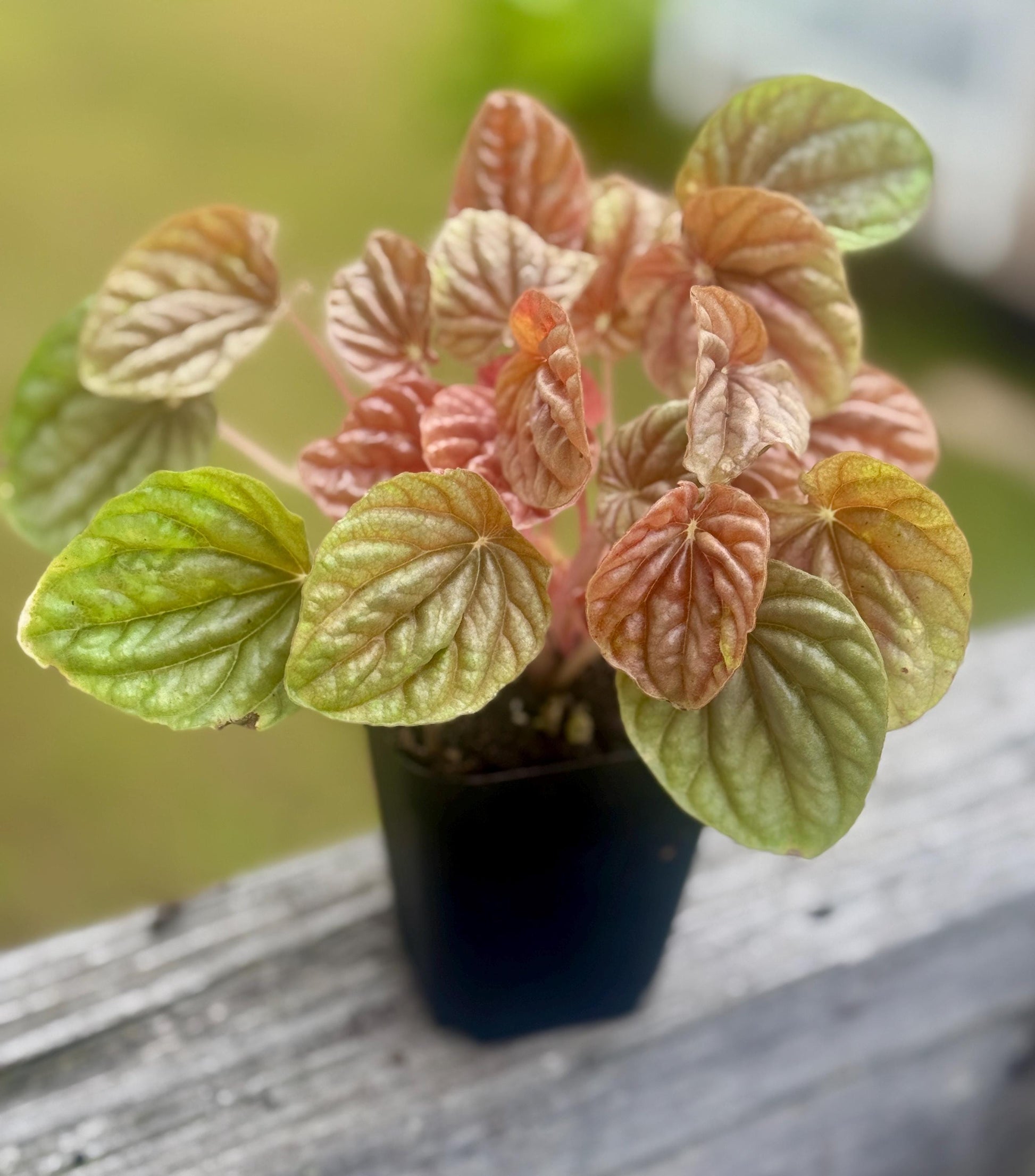 Live Peperomia ‘Quito’ Starter Plant (2–4”)