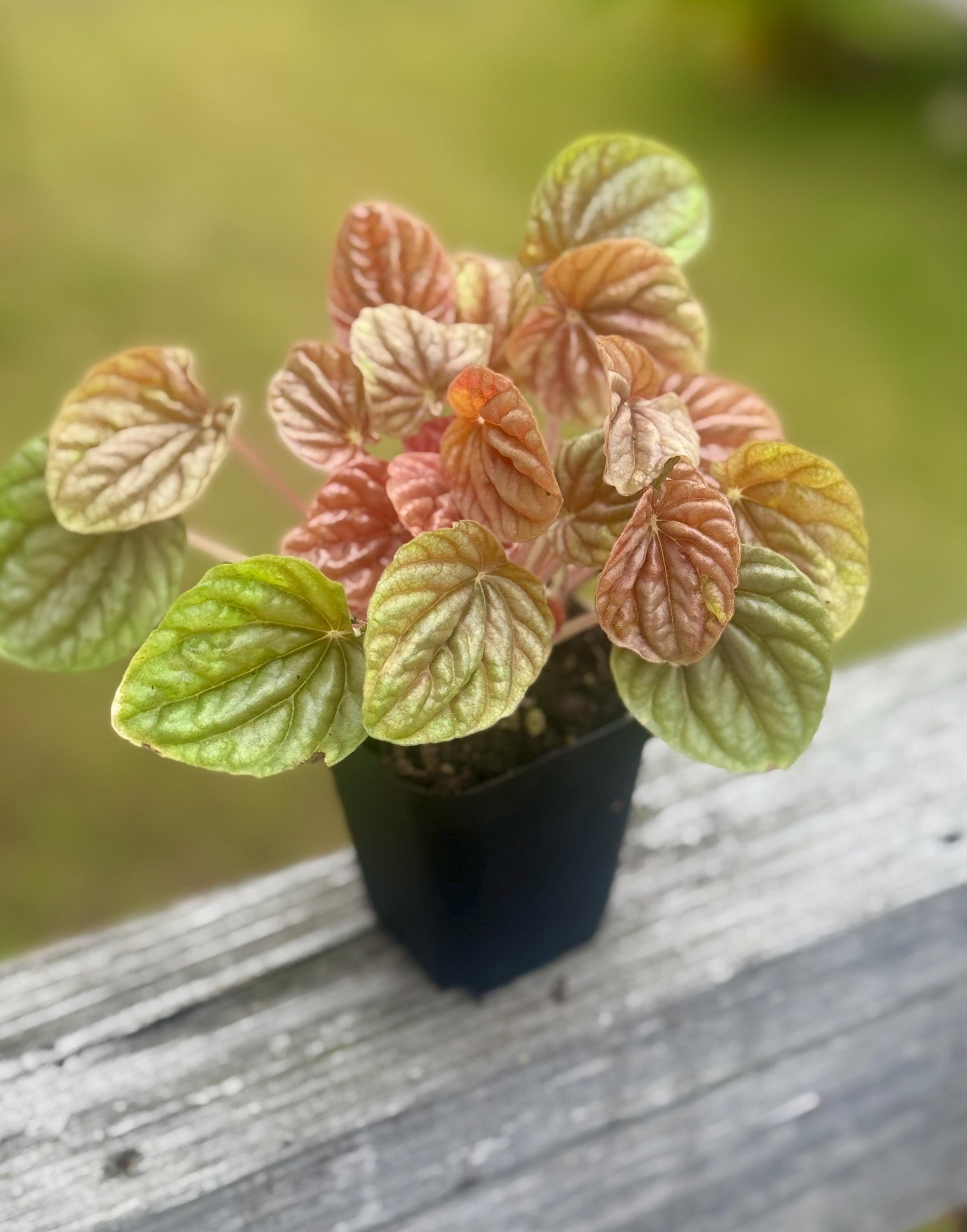 Live Peperomia ‘Quito’ Starter Plant (2–4”)