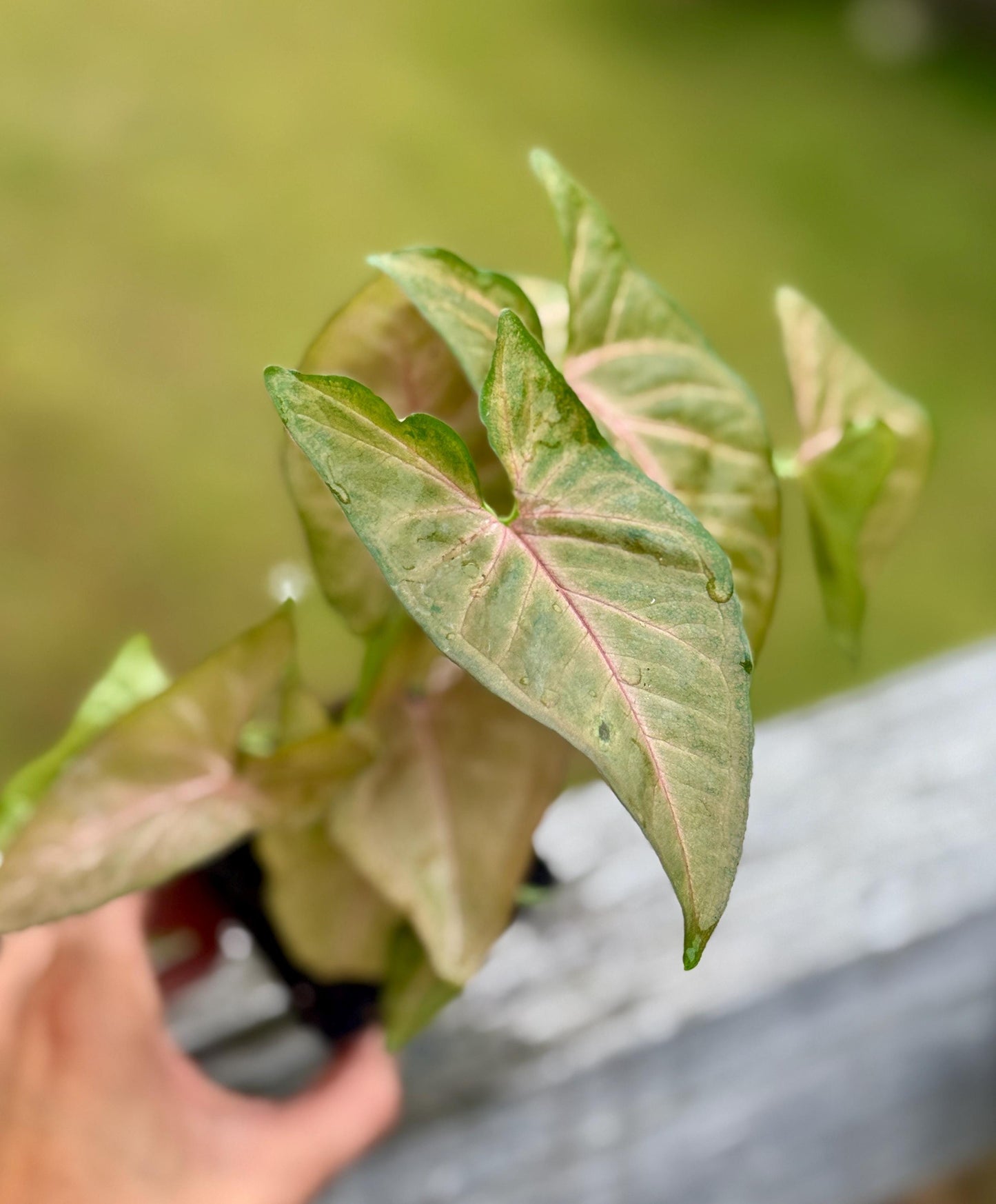 Live Syngonium ‘Strawberry Cream’ Starter Plant (4–7”)