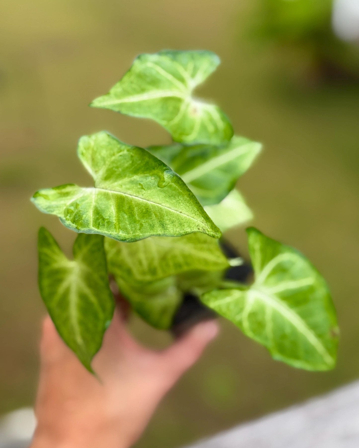 Live Syngonium ‘White Butterfly’ Starter Plant (4–7”)