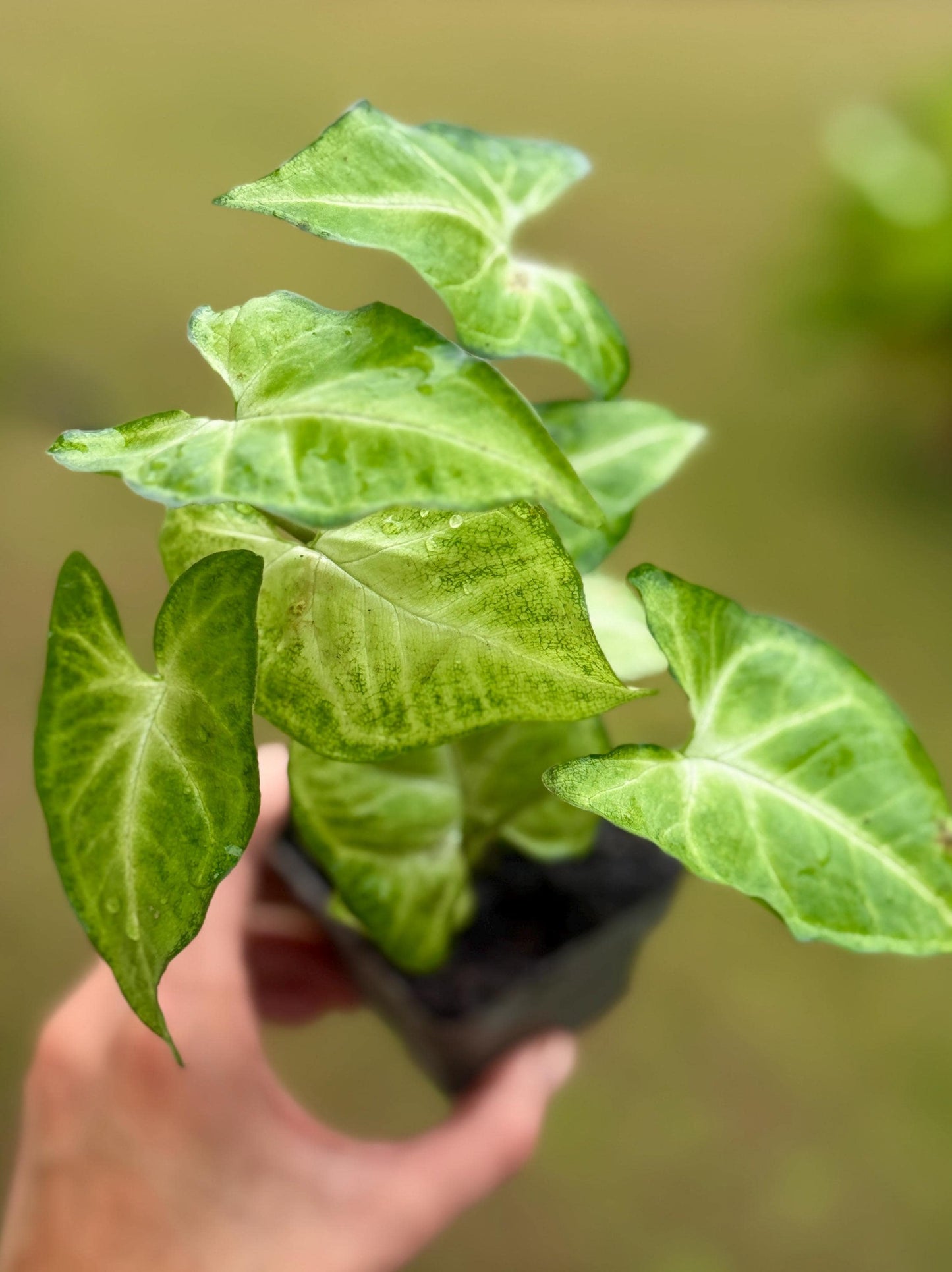 Live Syngonium ‘White Butterfly’ Starter Plant (4–7”)