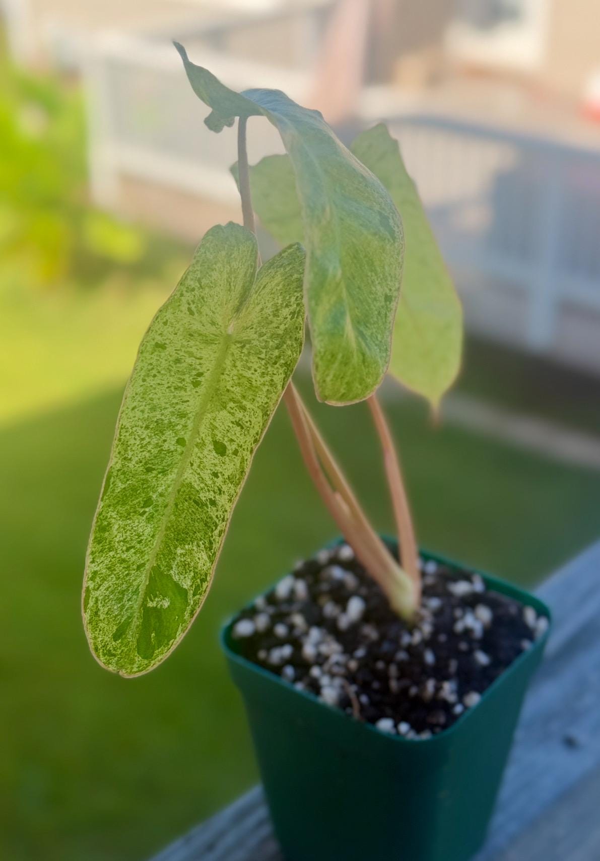 Philodendron Paraiso Verde — Starter Plant (5–9”) | Fast Grower | Live Houseplant