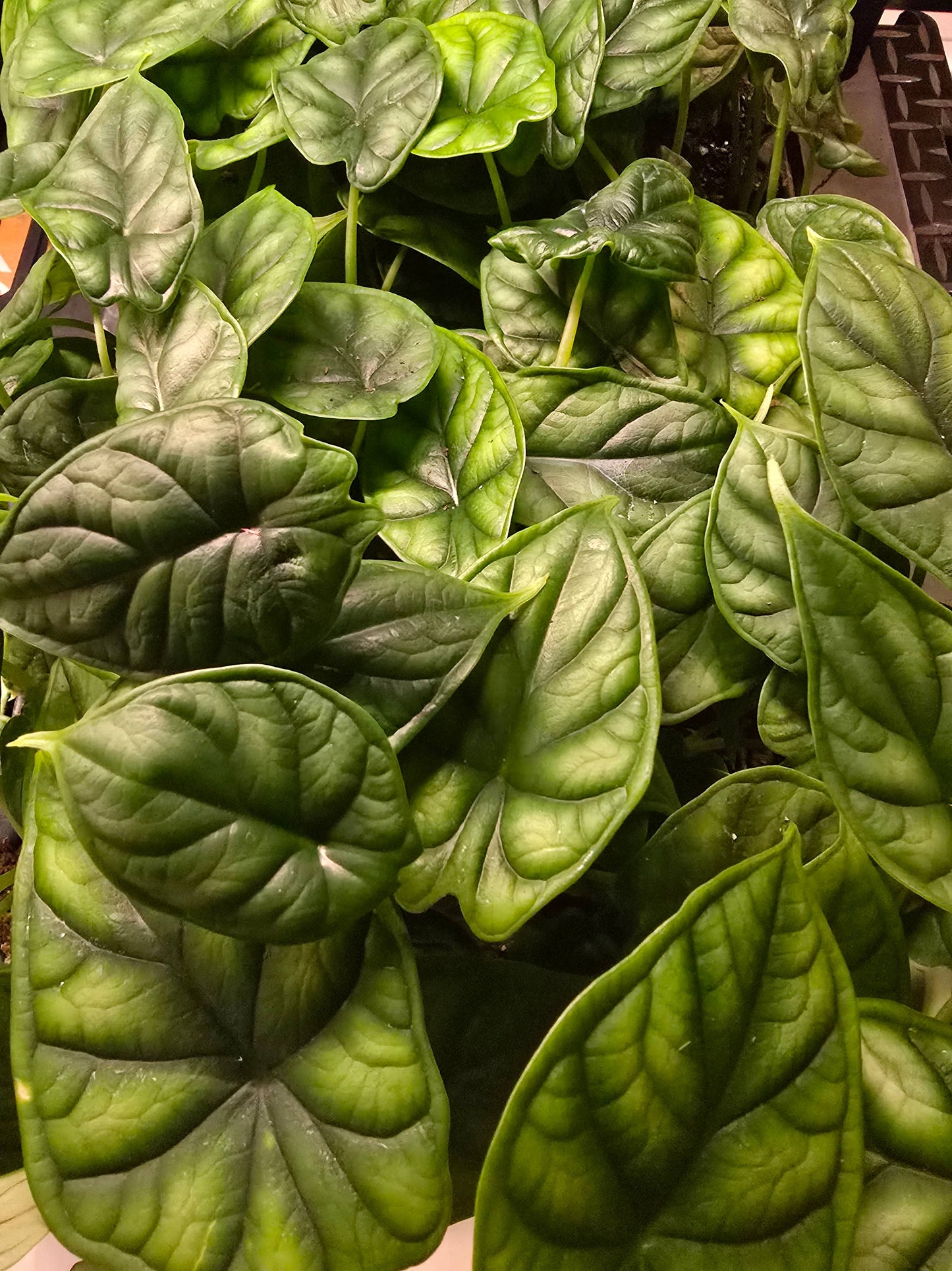 Alocasia Only Growers Choice Bundle. Unpotted starters