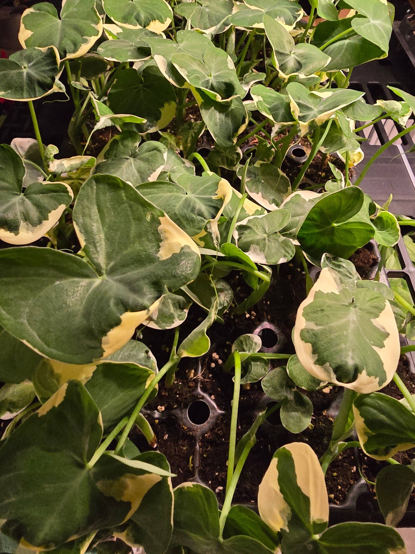Alocasia Only Growers Choice Bundle. Unpotted starters