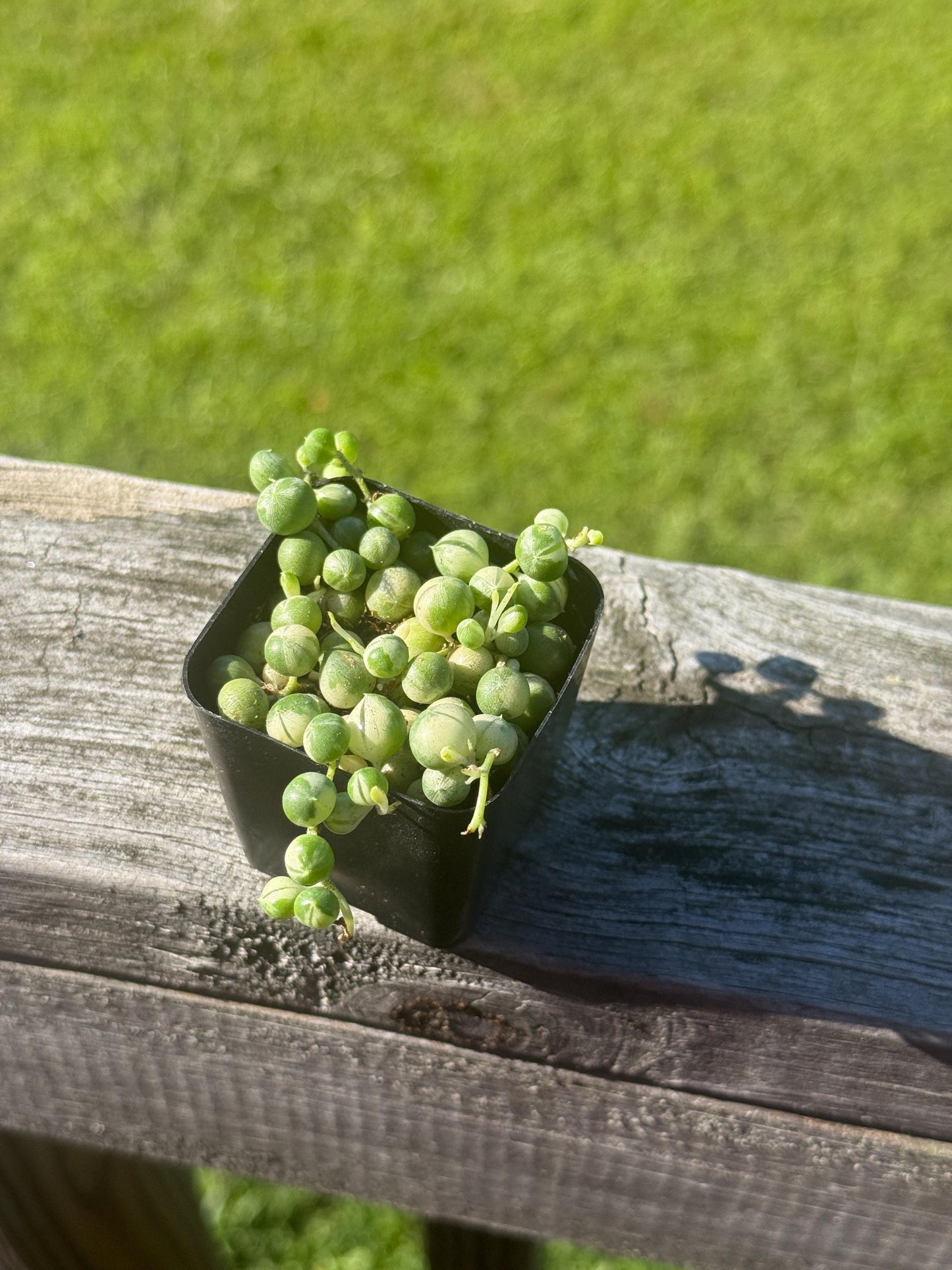 2” Variegated String of Pearls Plant – Senecio rowleyanus variegata *please read description*