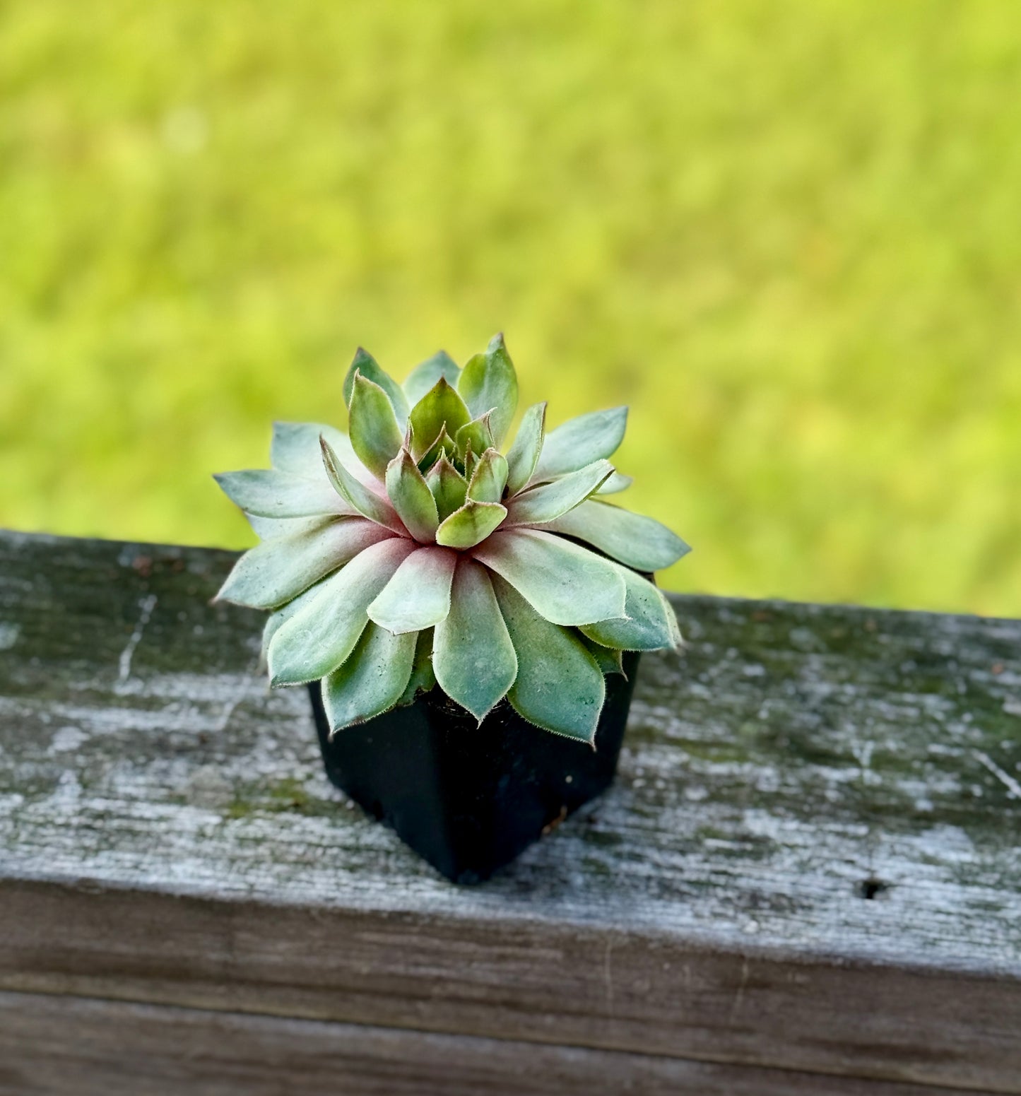 Hens & Chicks Succulent – Starter Plant in 2” Pot – Hardy Sempervivum