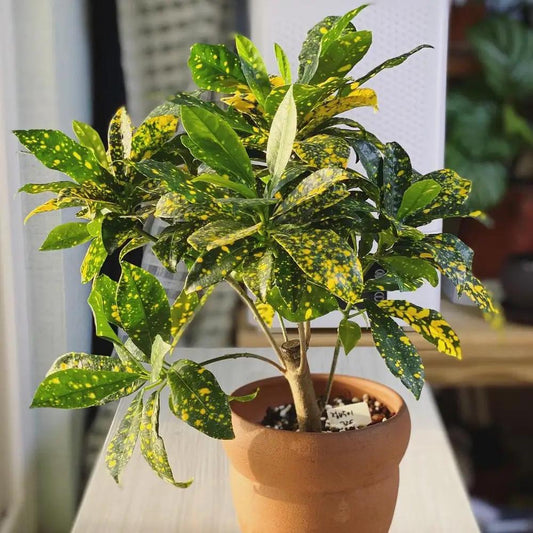 Gold Dust Croton Starter Plant | 5–10” Live Houseplant | Colorful Indoor Starter *please read description*