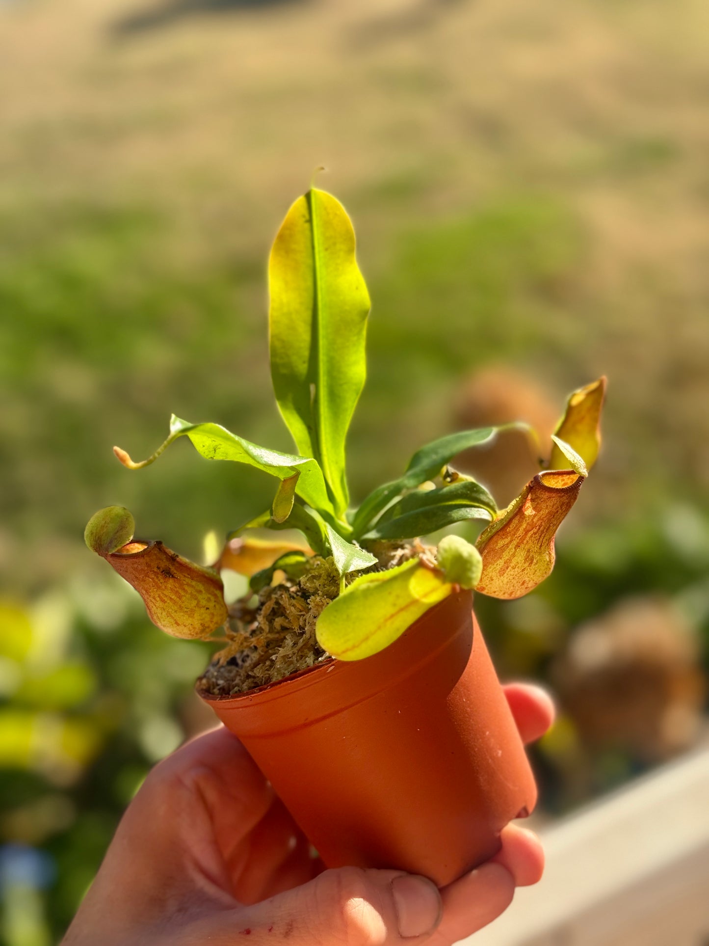 Nepenthes Alata (pitcher plant). 2-3 inch starter plant.