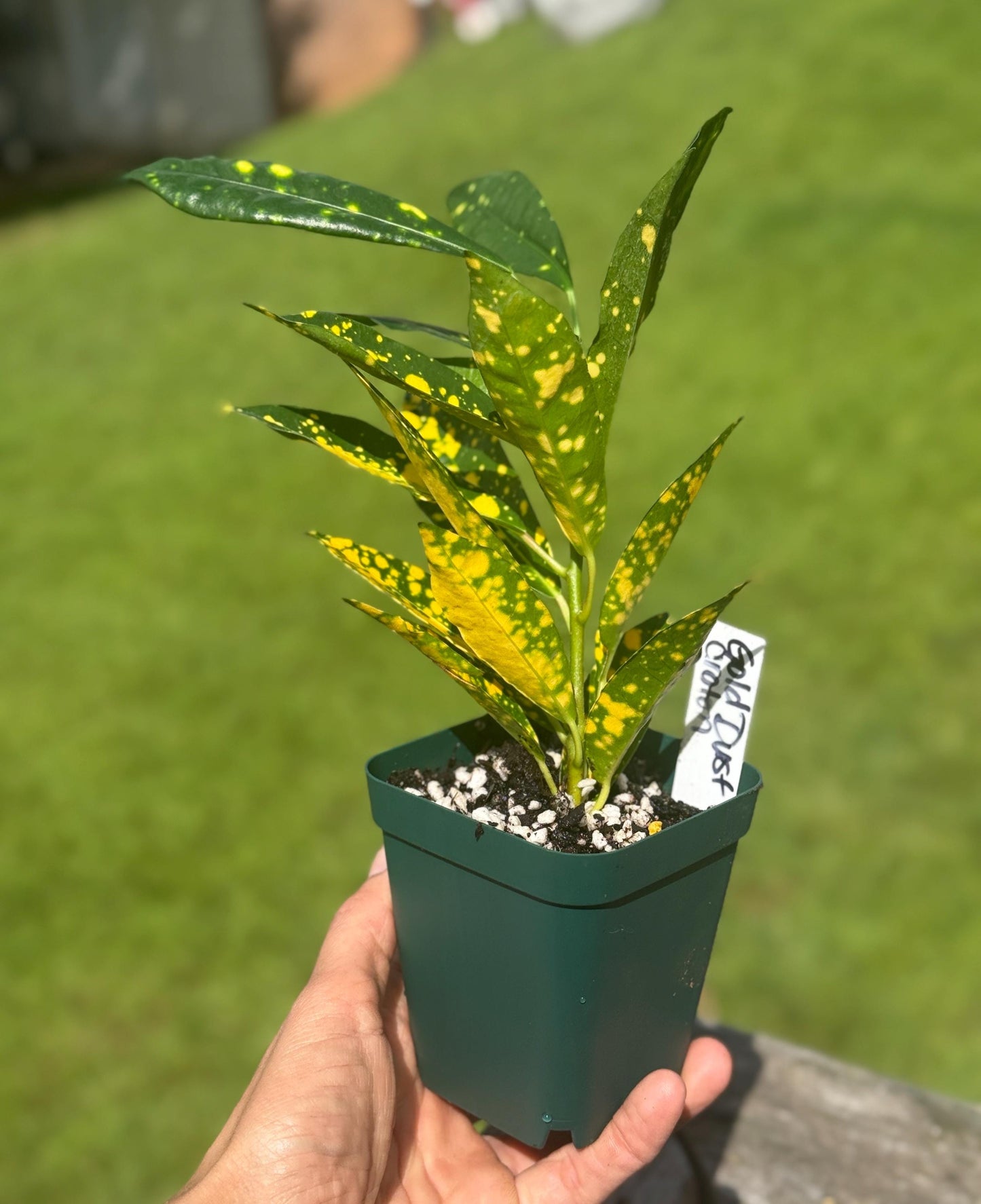 Gold Dust Croton Starter Plant | 5–10” Live Houseplant | Colorful Indoor Starter *please read description*
