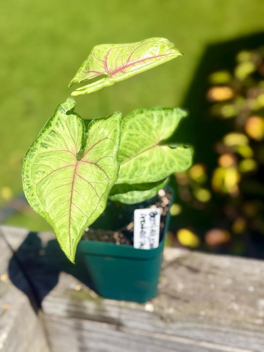 Berry Allusion Arrowhead Plant – Small Live Plant (5–9”) | Syngonium podophyllum