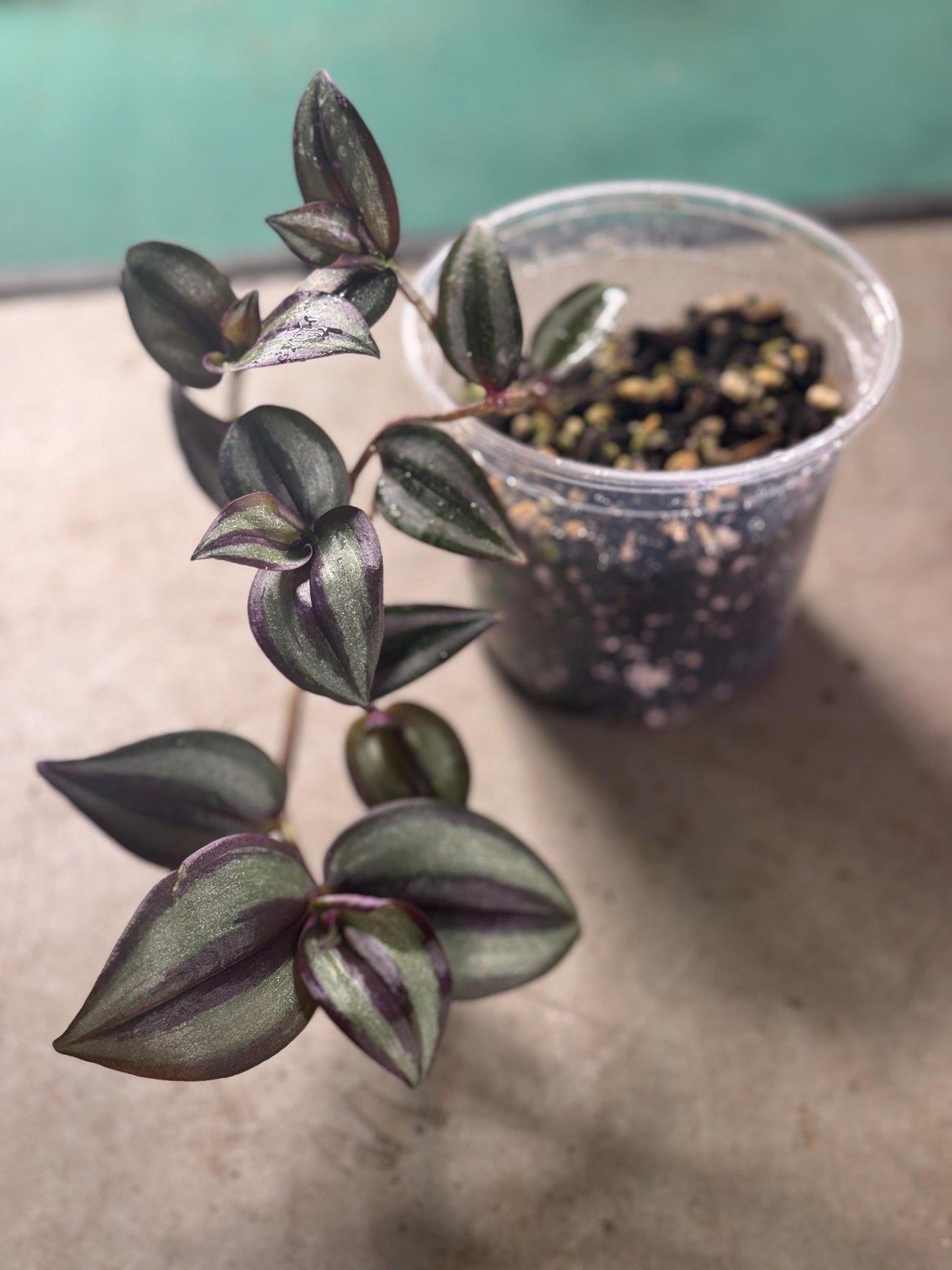 Inchplant Starter Plant (Tradescantia zebrina) *please read description*