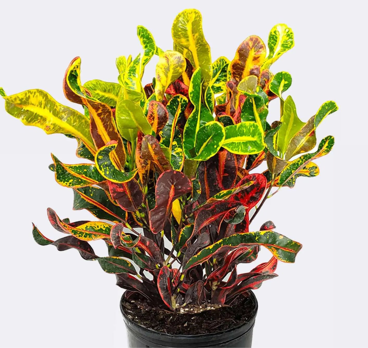 Croton Mammy | Colorful Tropical Plant with Curly Leaves | 6-8”