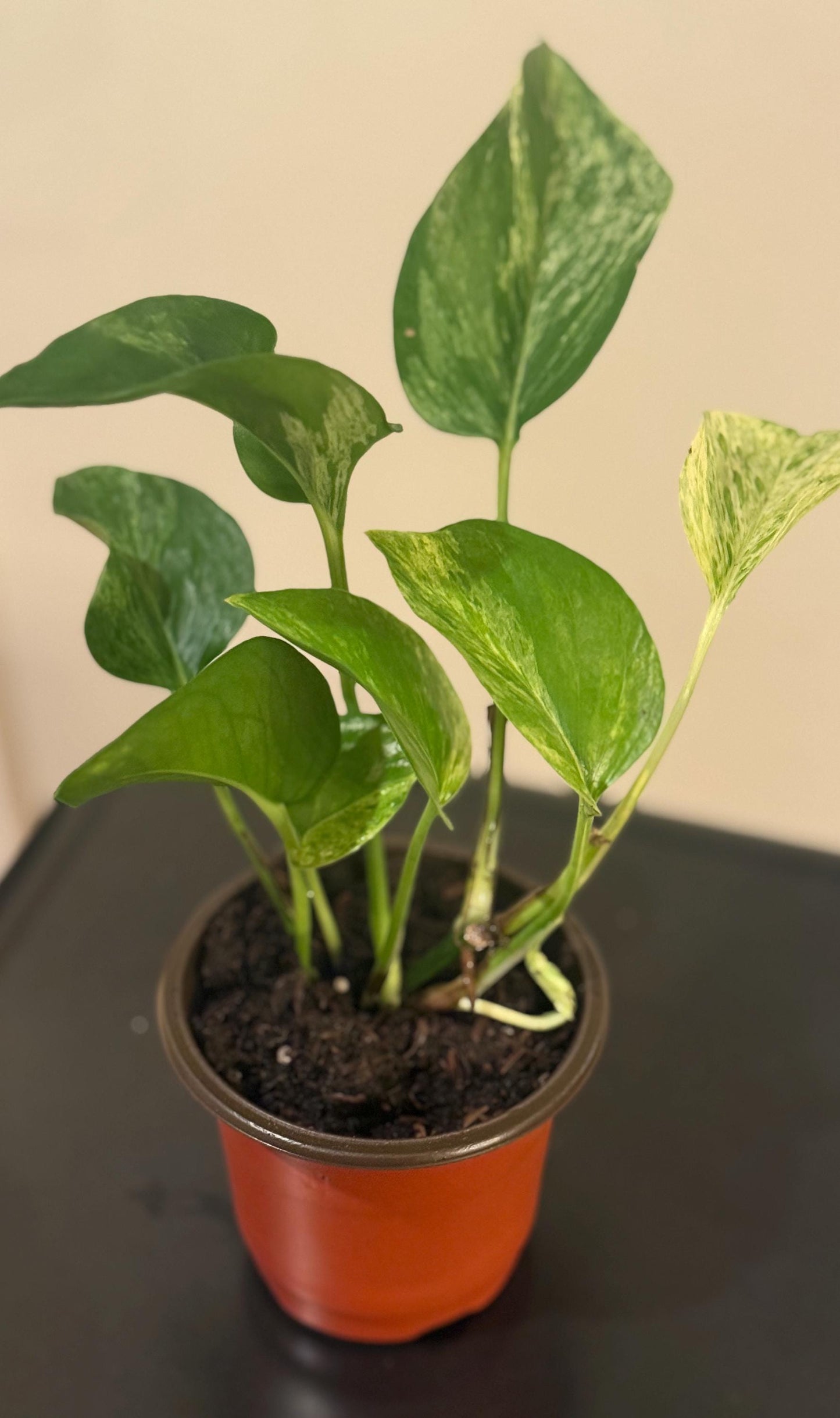 6”-12” Marble Lady Pothos Starter Plant – Variegated Houseplant *please read description*