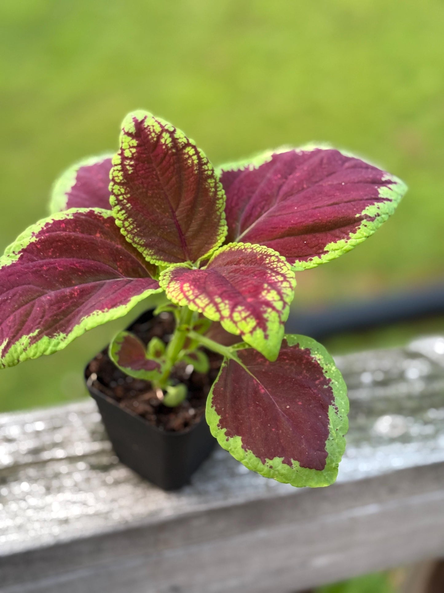 Small Coleus Plant Bundle (3) | Colorful Live Plant | 5-8 Inch  *please read description*