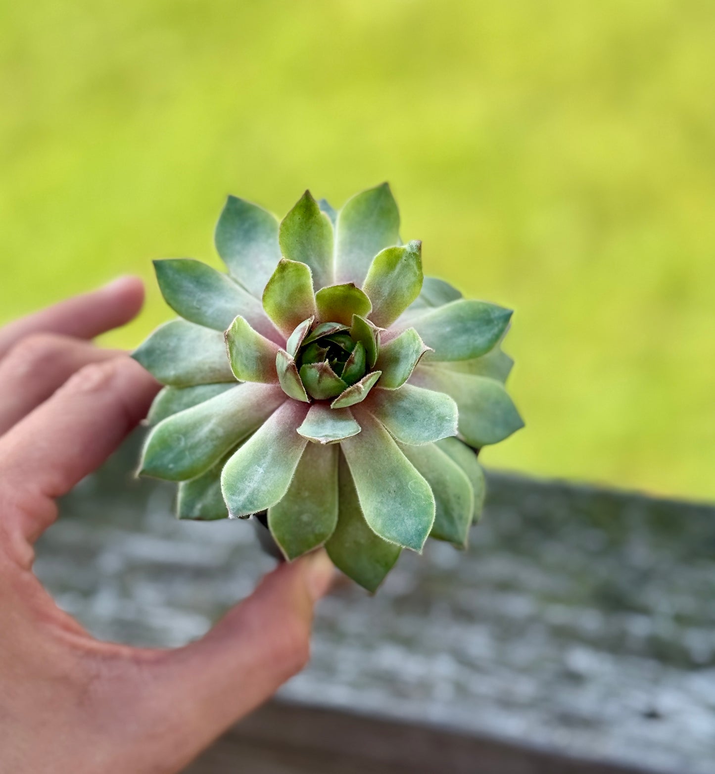 Hens & Chicks Succulent – Starter Plant in 2” Pot – Hardy Sempervivum