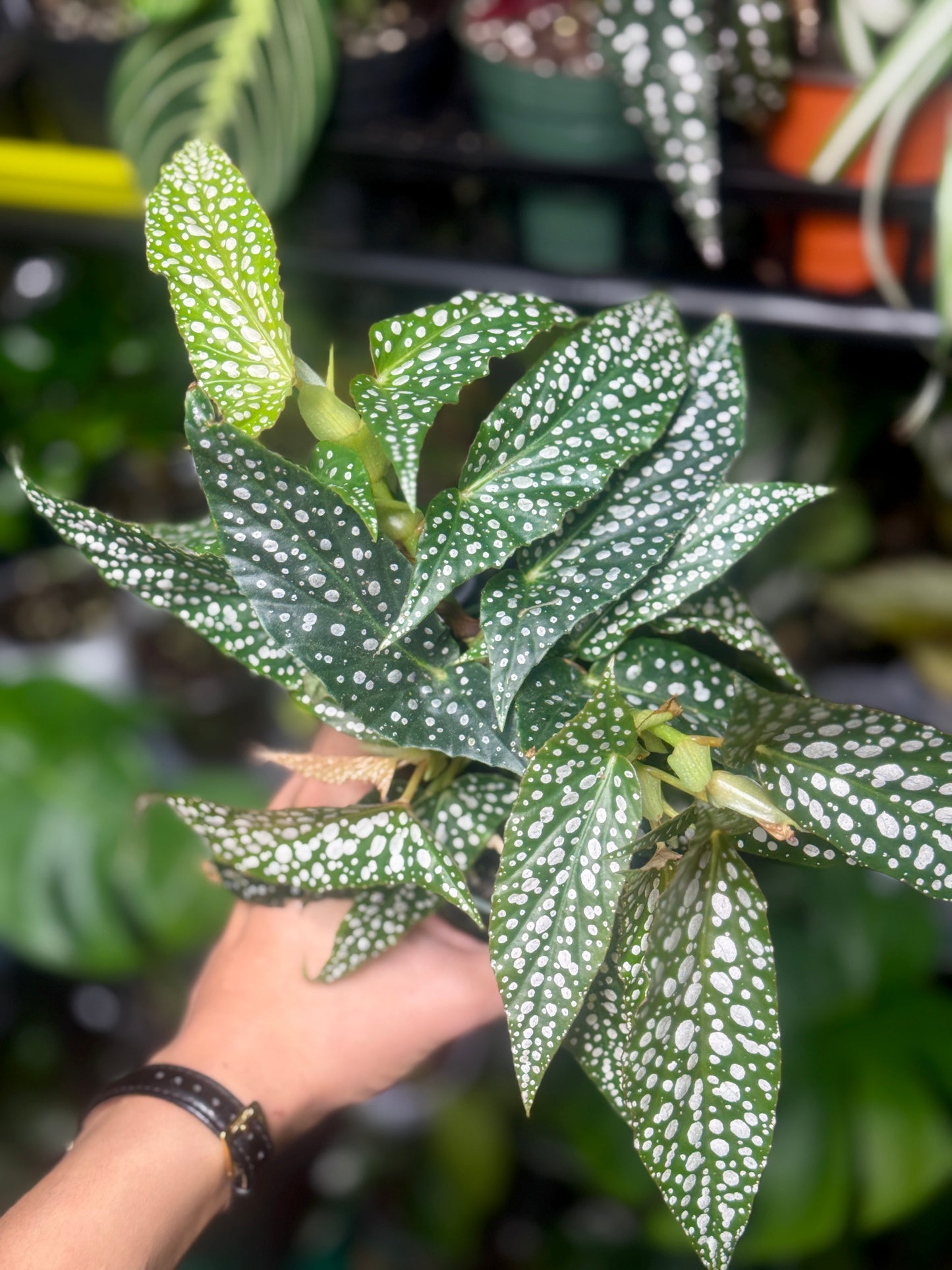 Dappled Morning Begonia Starter Plant
