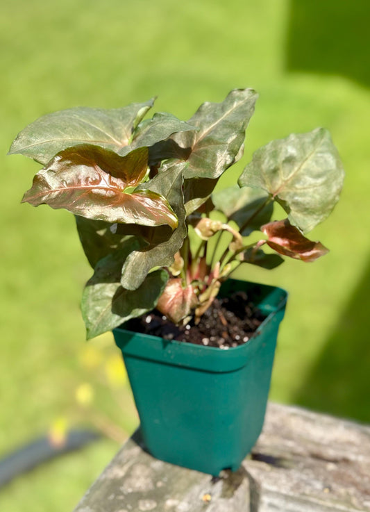 Maria Allusion Arrowhead Plant: Pink Syngonium, Small 4-7”