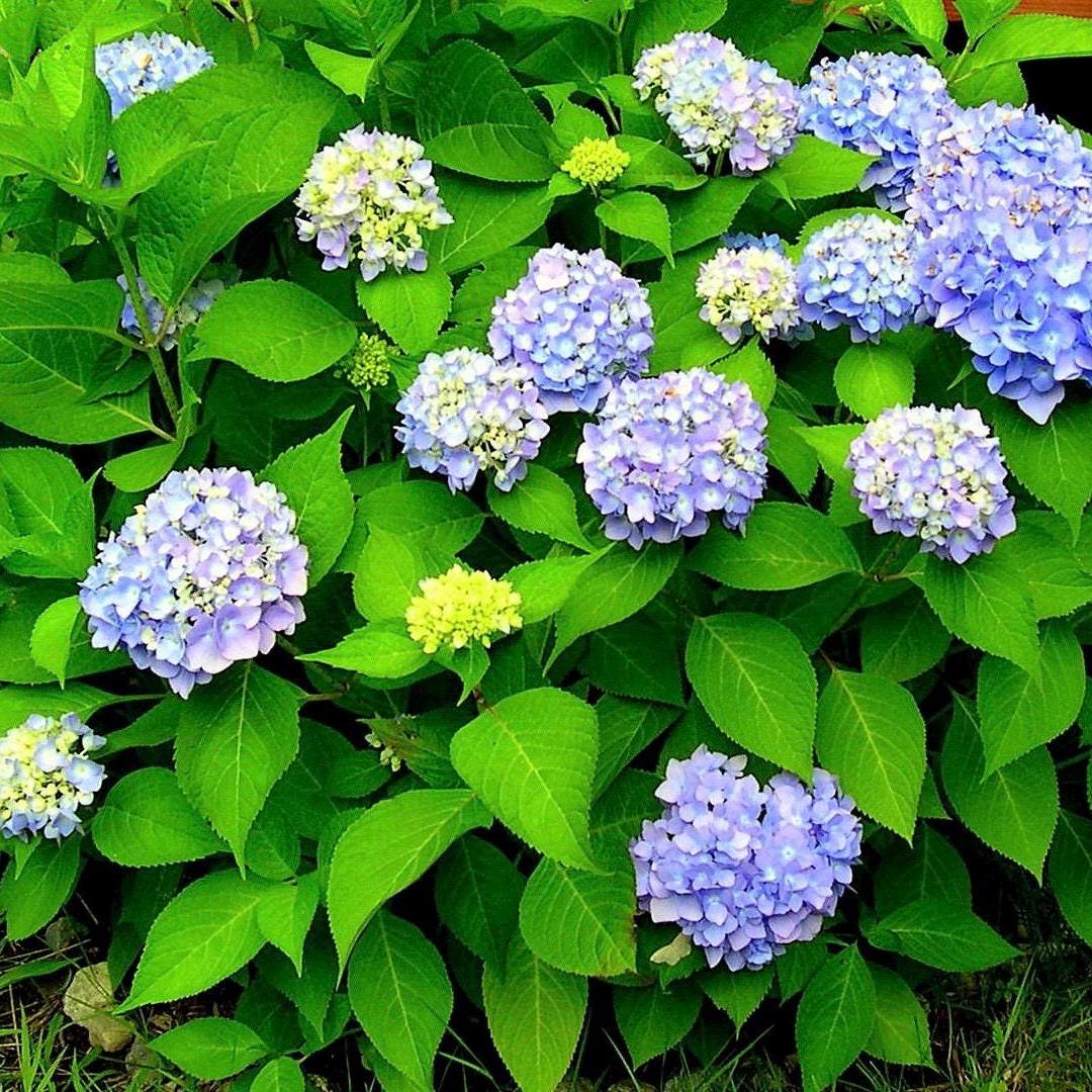 Nikko Blue Hydrangea Starter Plant (4–7”) – Live Rooted Cutting *please read description*