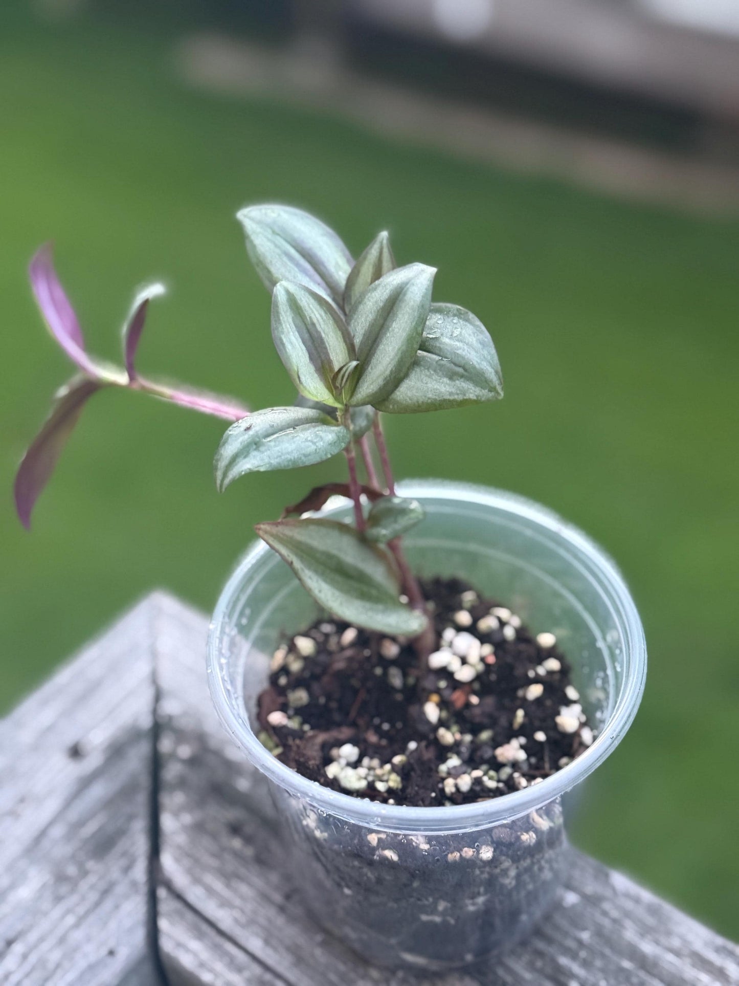 Inchplant Starter Plant (Tradescantia zebrina) *please read description*