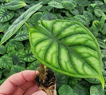 Alocasia Dragon Scale. starter: No. I will pot them myself. I would rather save the money.