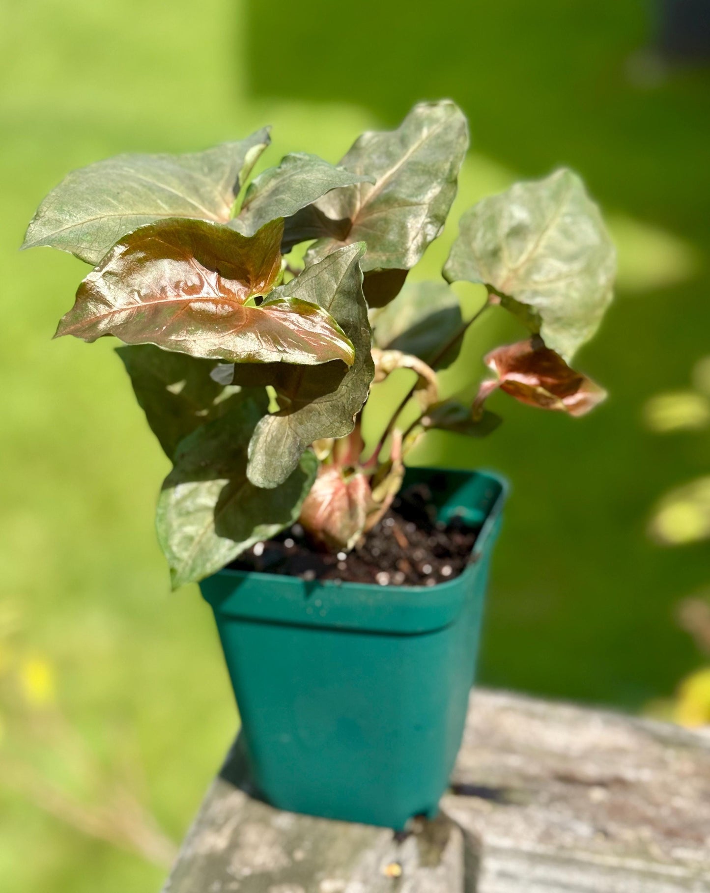 Maria Allusion Arrowhead Plant: Pink Syngonium, Small 4-7”