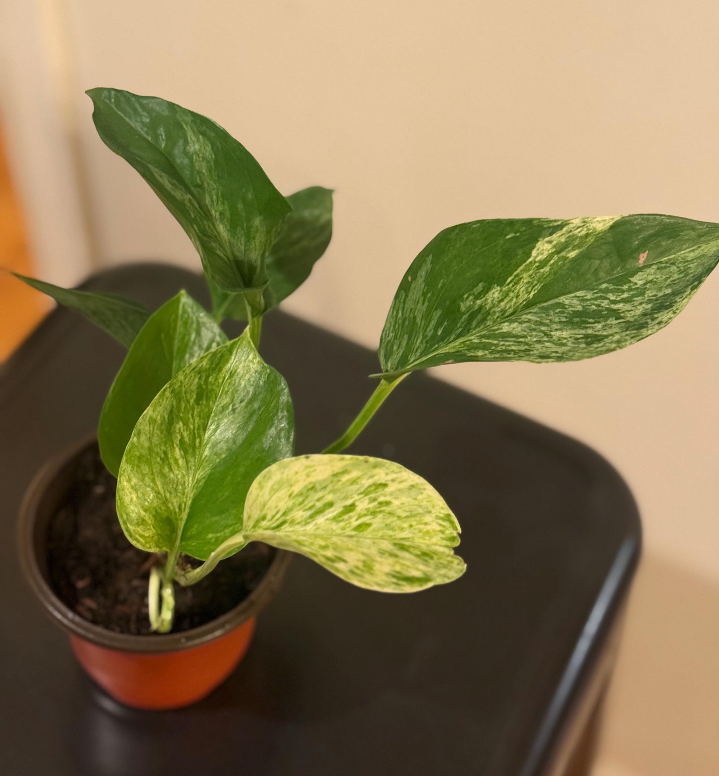 6”-12” Marble Lady Pothos Starter Plant – Variegated Houseplant *please read description*
