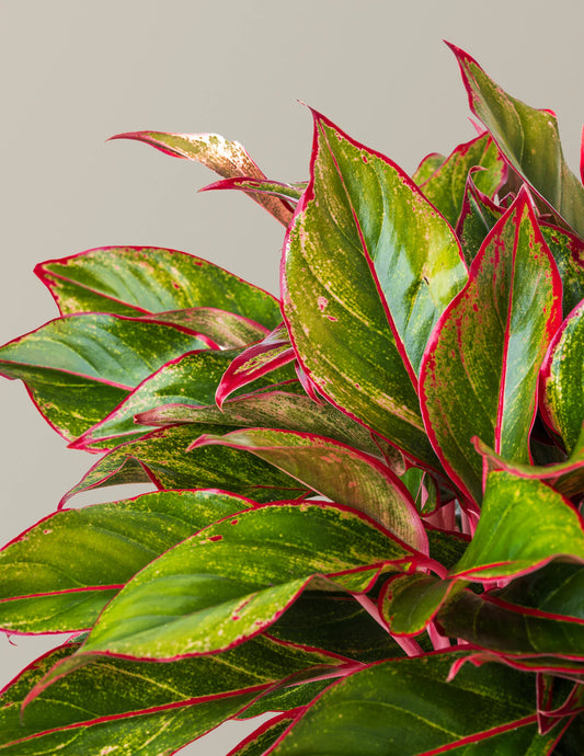 Aglaonema Siam Red – Pink & Green Chinese Evergreen Starter Plant