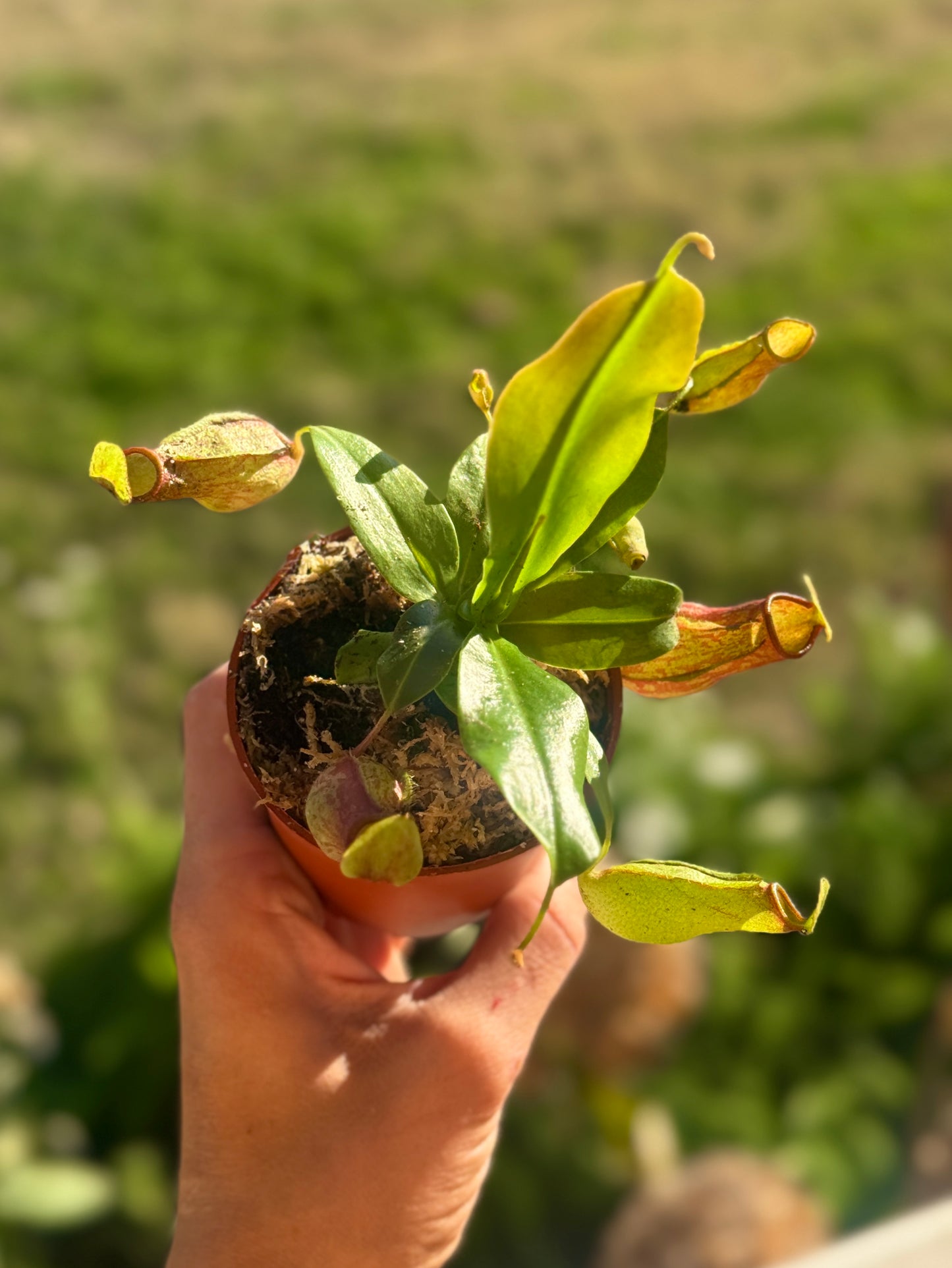 Nepenthes Alata (pitcher plant). 2-3 inch starter plant.