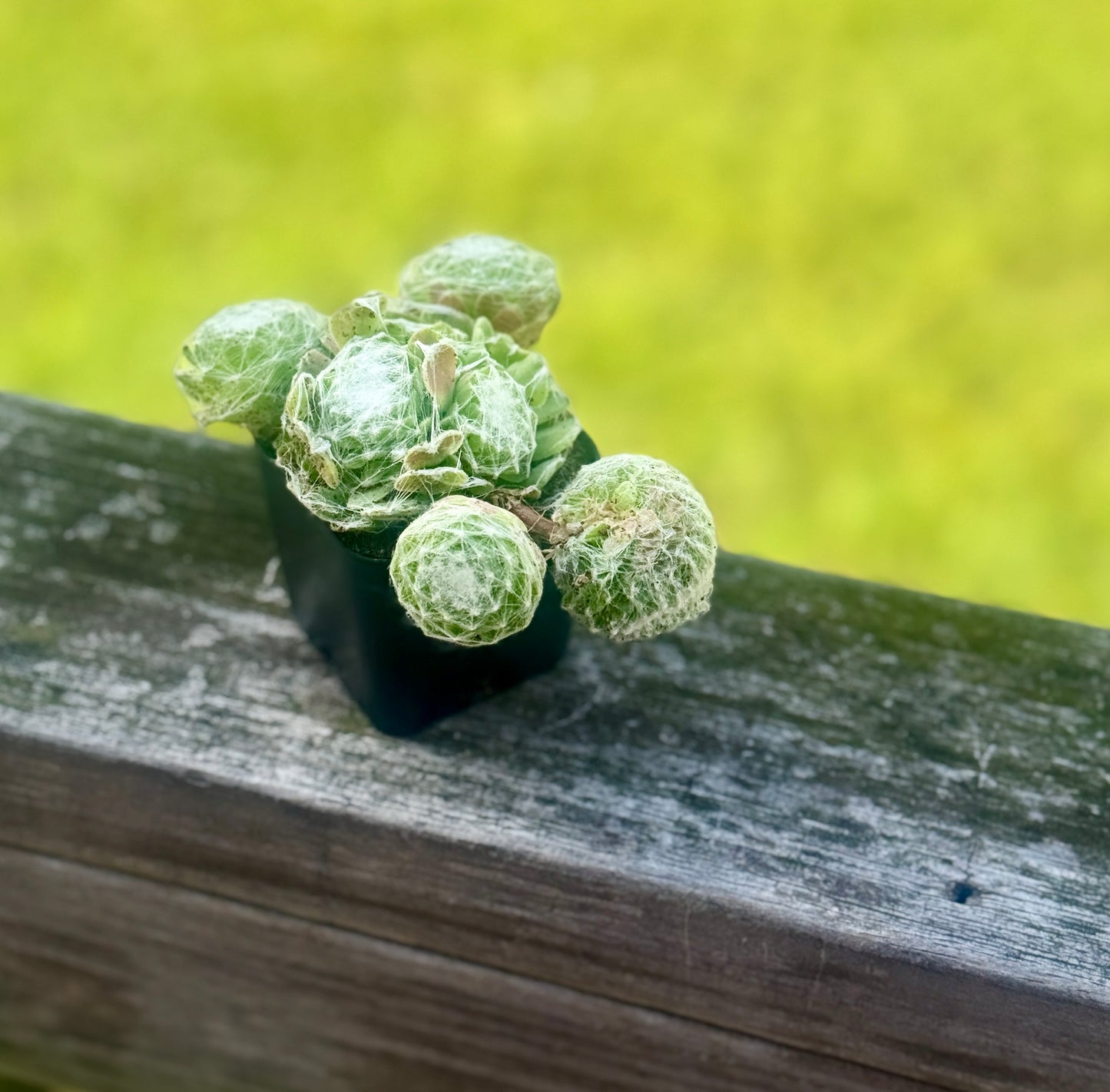 Cobweb Houseleek Succulent – 2” Pot – Sempervivum arachnoideum