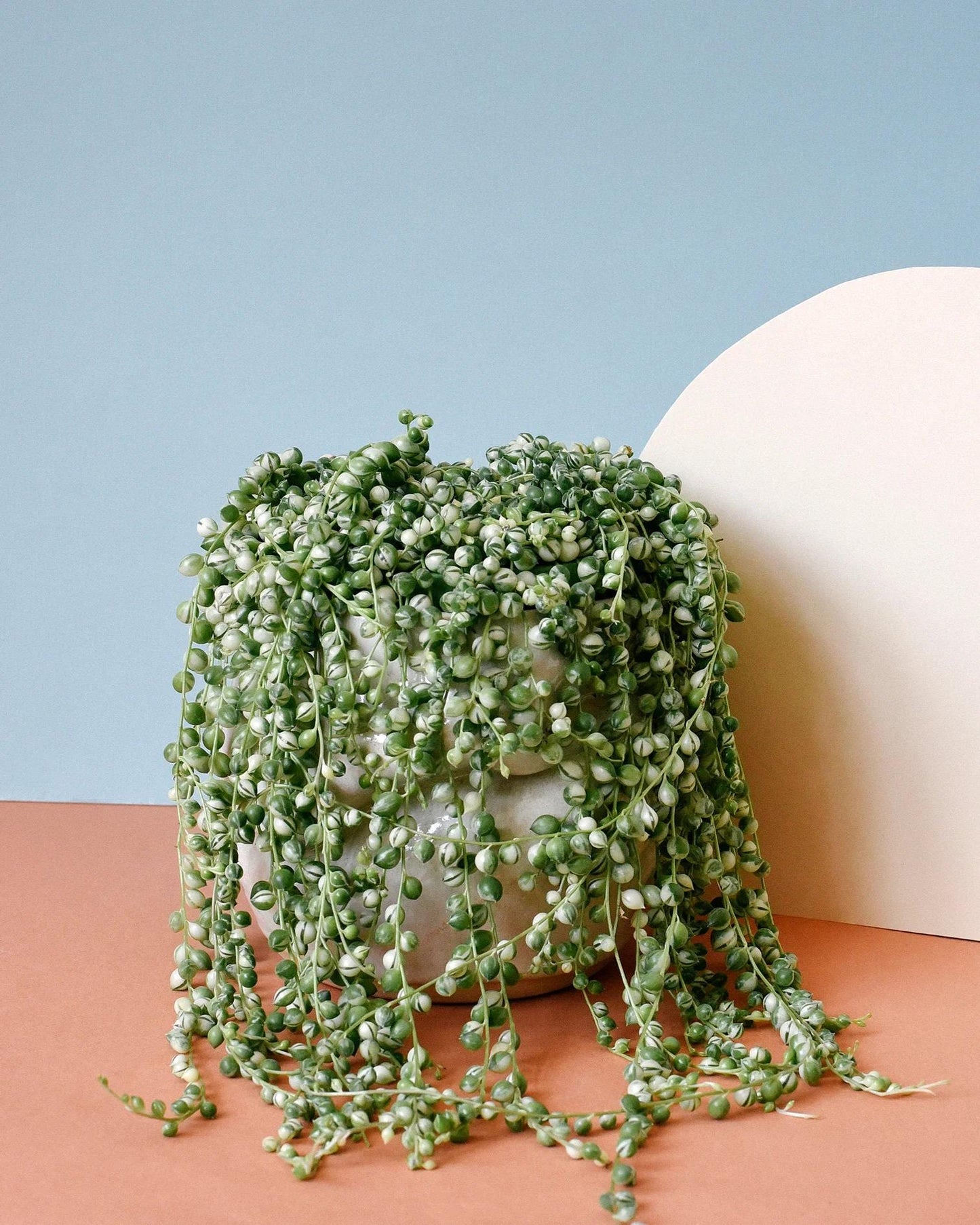 2” Variegated String of Pearls Plant – Senecio rowleyanus variegata *please read description*