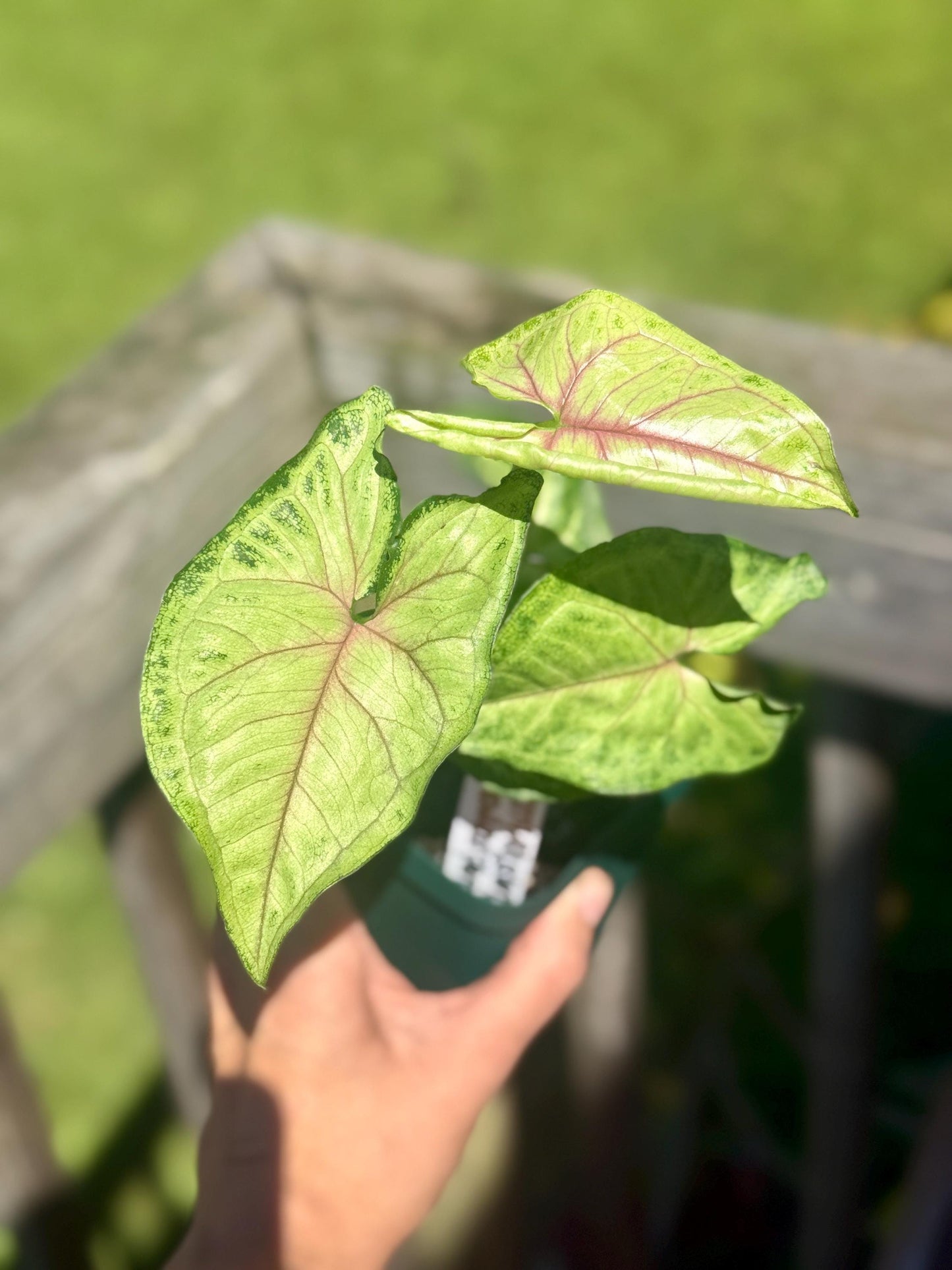 Berry Allusion Arrowhead Plant – Small Live Plant (5–9”) | Syngonium podophyllum