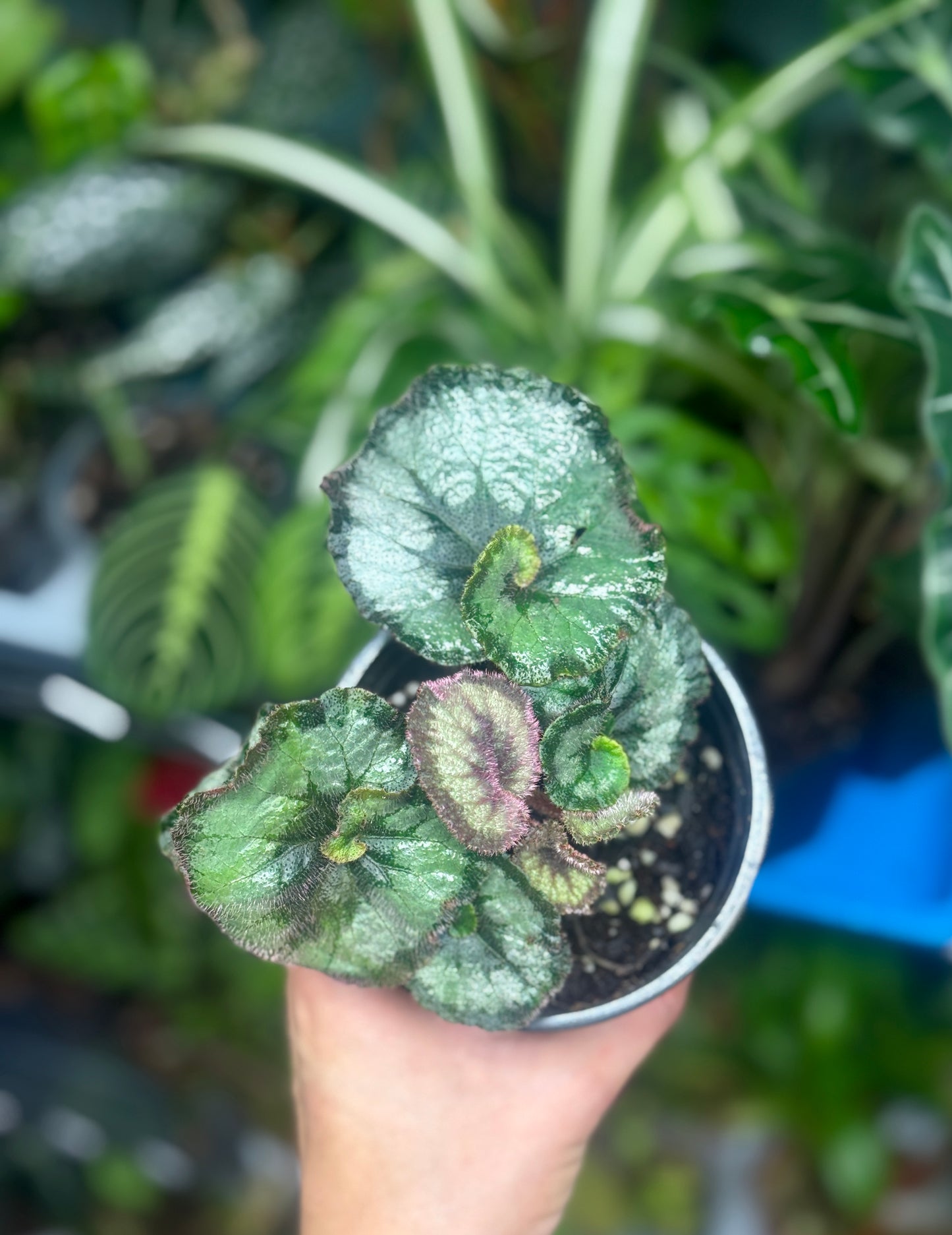Escargot Begonia Rex (Starter Plant, 2–4”) – Shipped in Fabric Pot